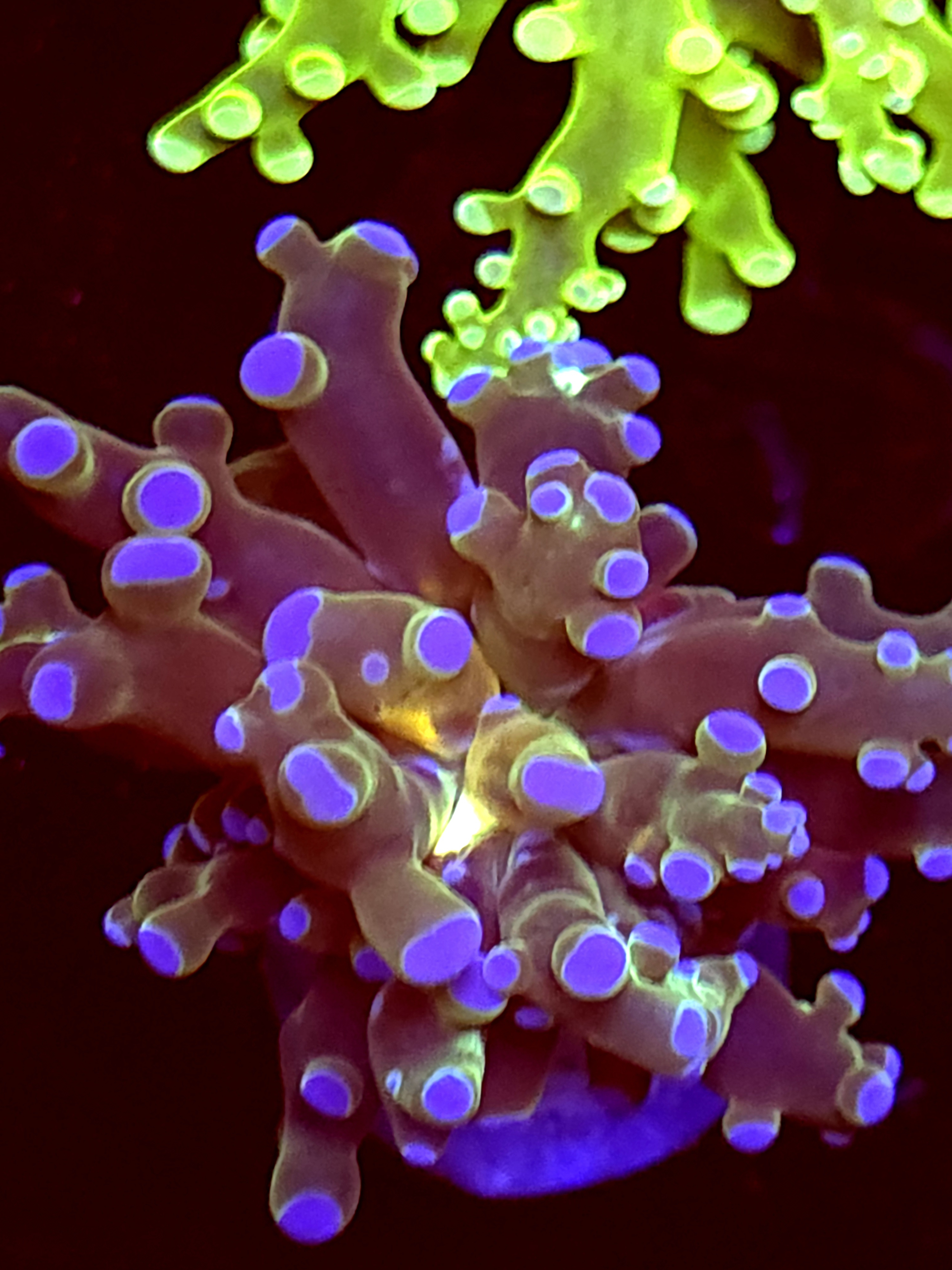 SBB " Blues Clues" Frogspawn