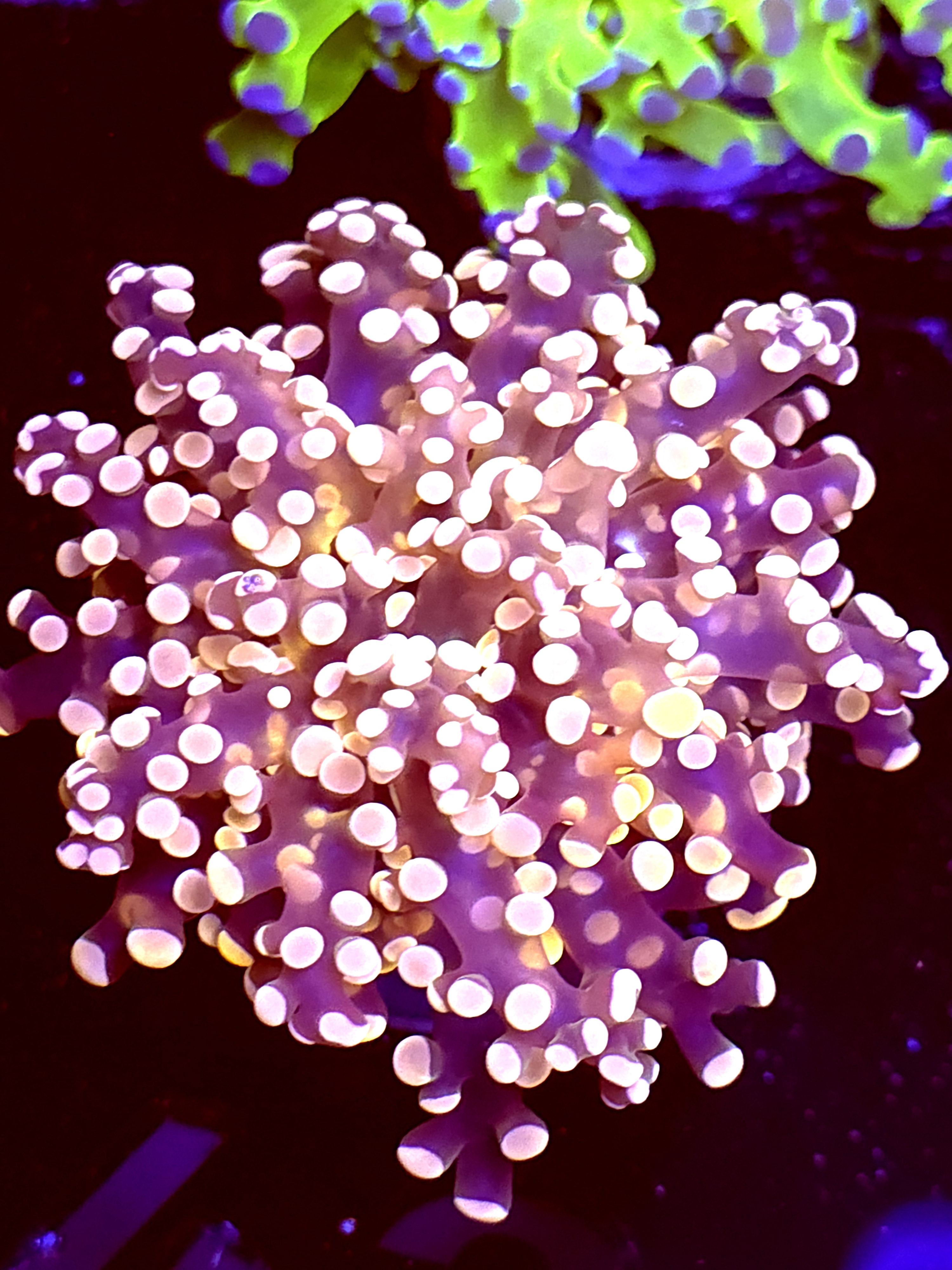SBB " Princess Peach" Frogspawn