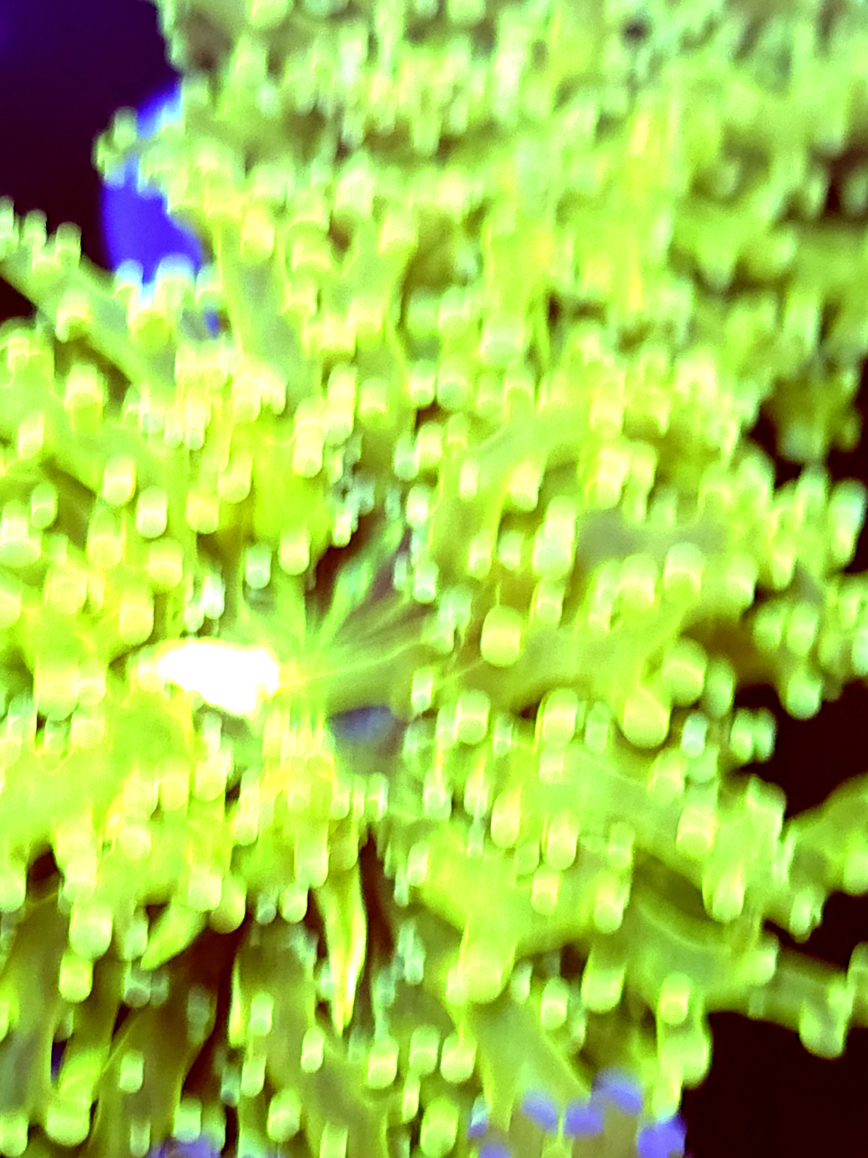 SBB " Green Hulk" Frogspawn