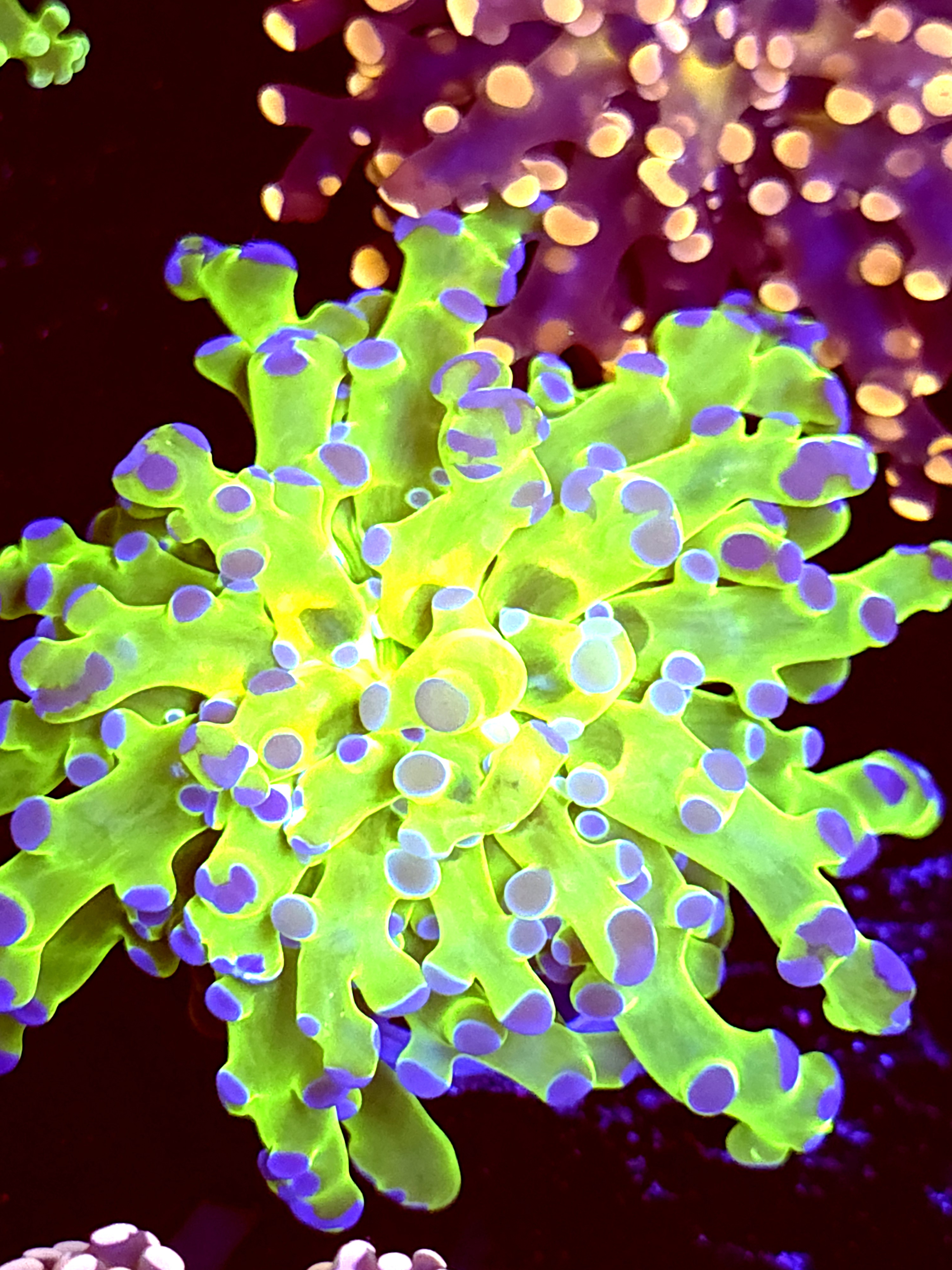 SBB Blue Top Frogspawn