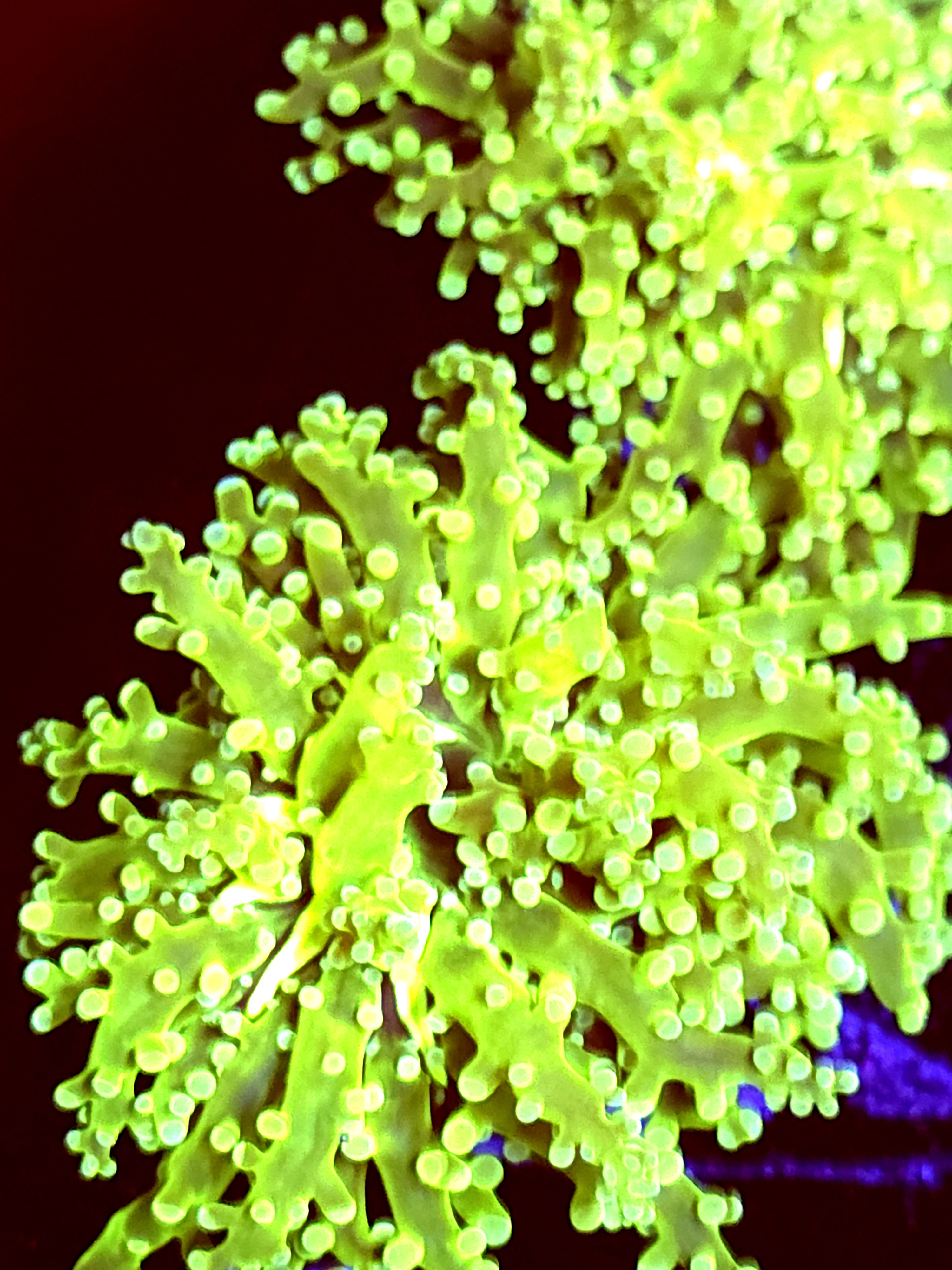 SBB " Green Hulk" Frogspawn