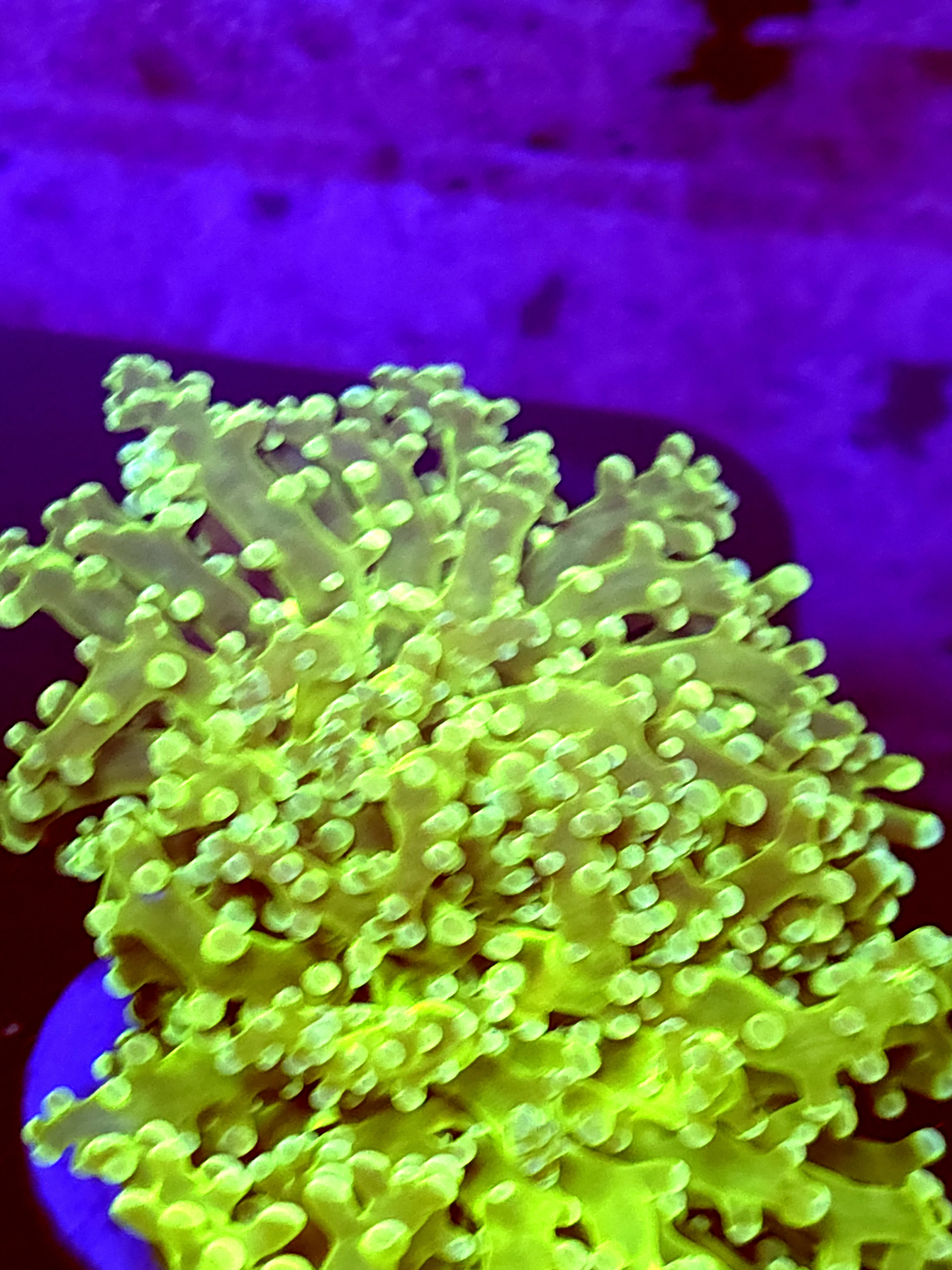 SBB " Green Hulk" Frogspawn