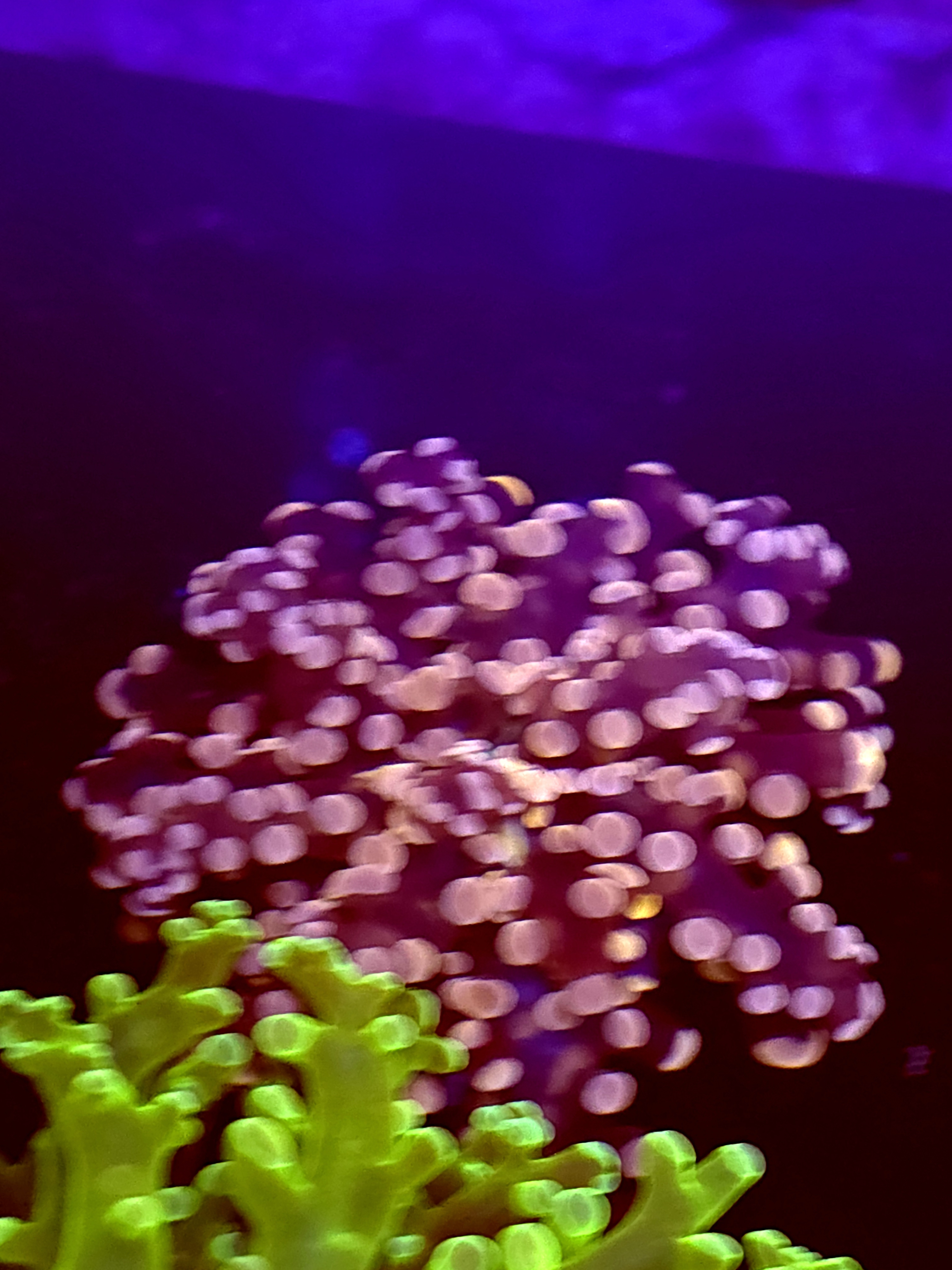 SBB " Princess Peach" Frogspawn