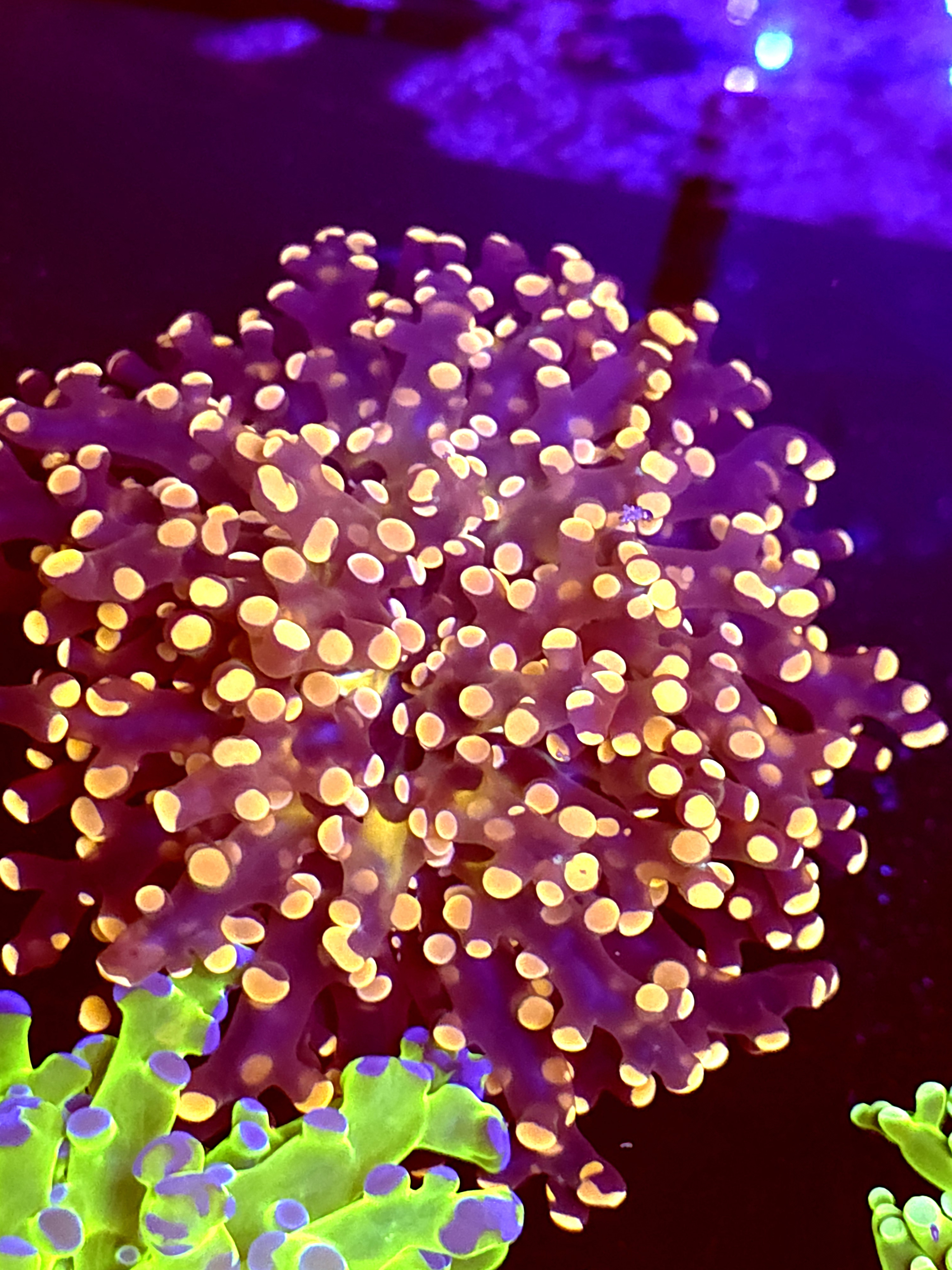 SBB " Princess Peach" Frogspawn