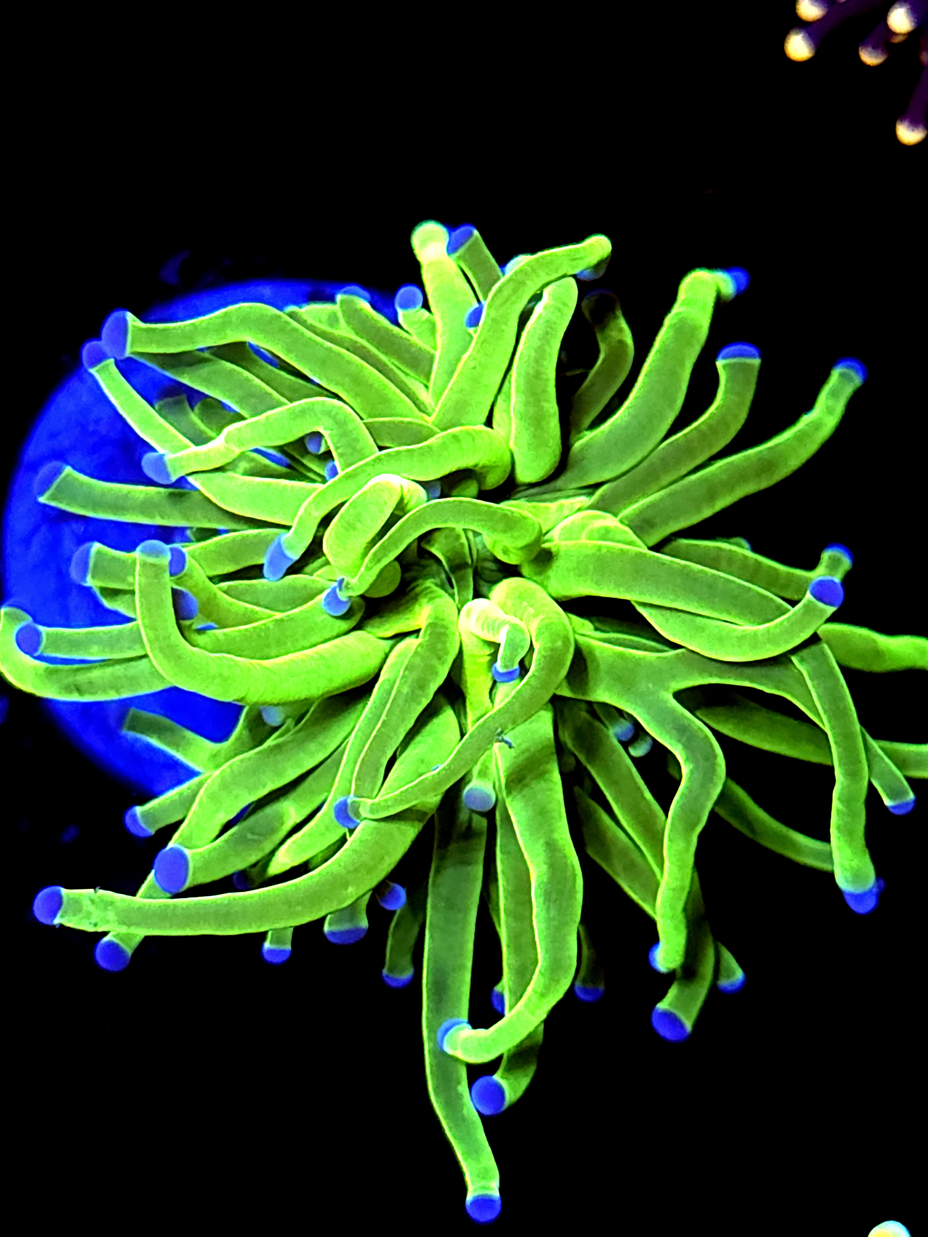 SBB " Nickolodian" Torch