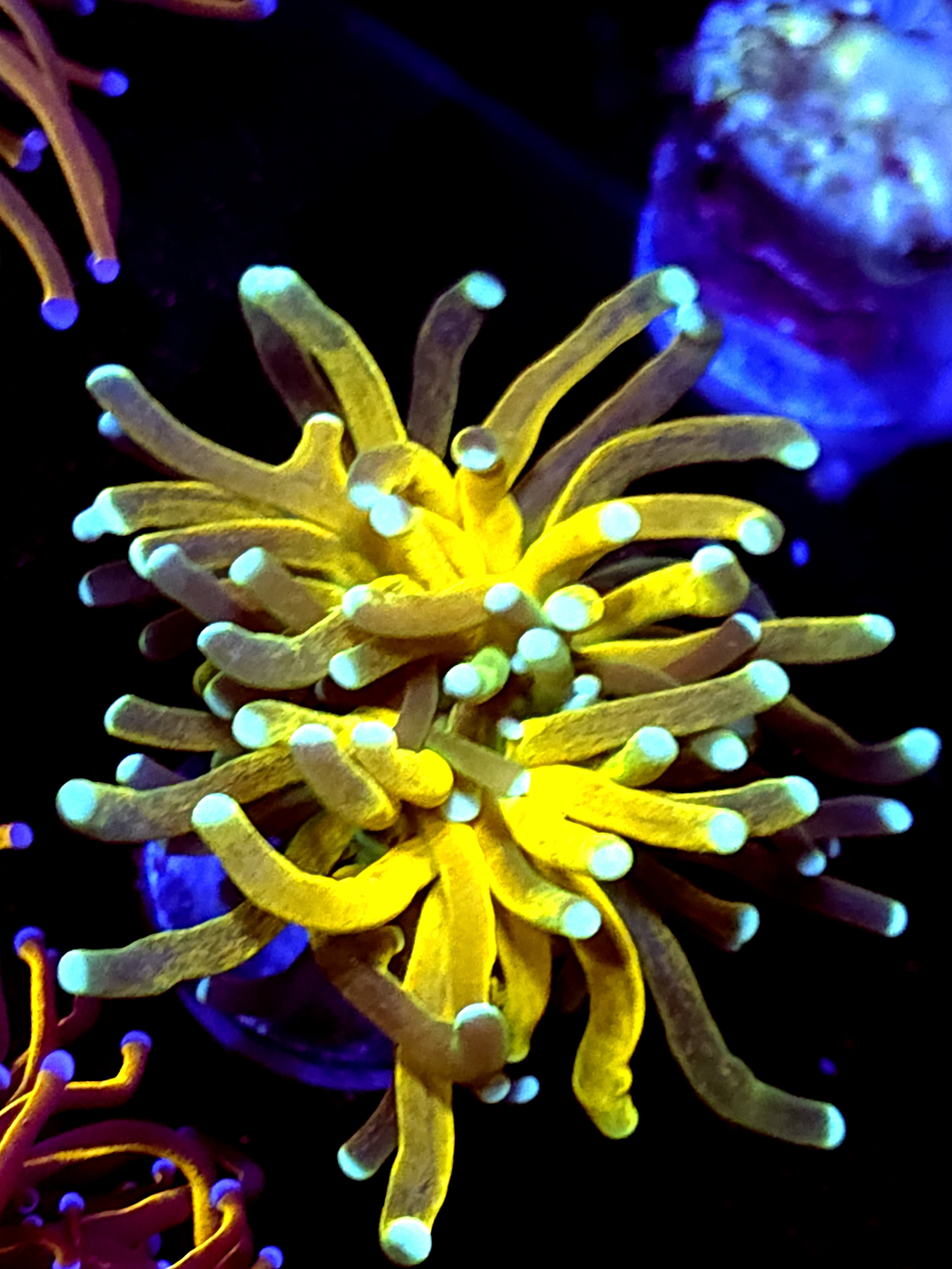 SBB " Yellow Grafting" Tiger Torch