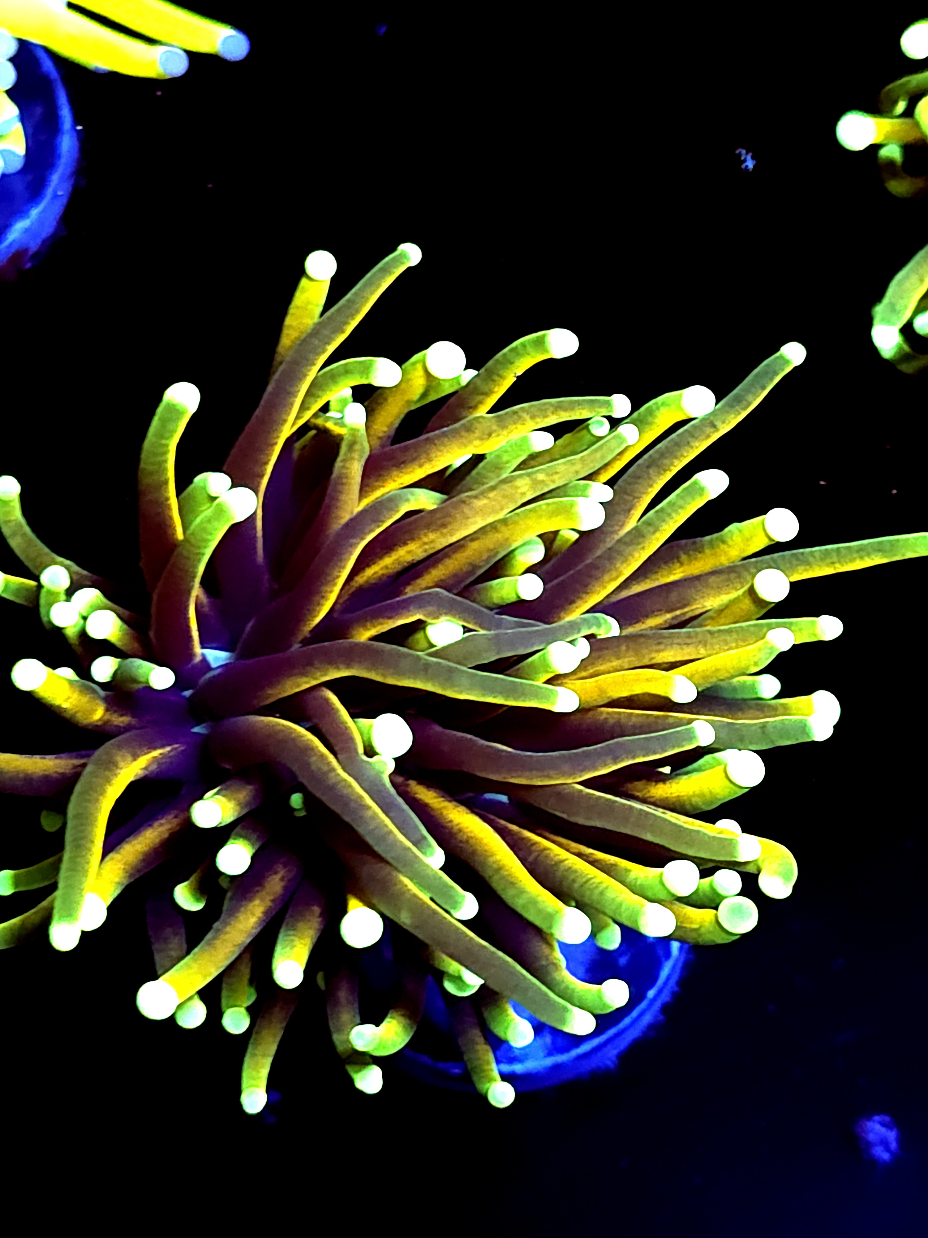 SBB Dragon Soul Torch