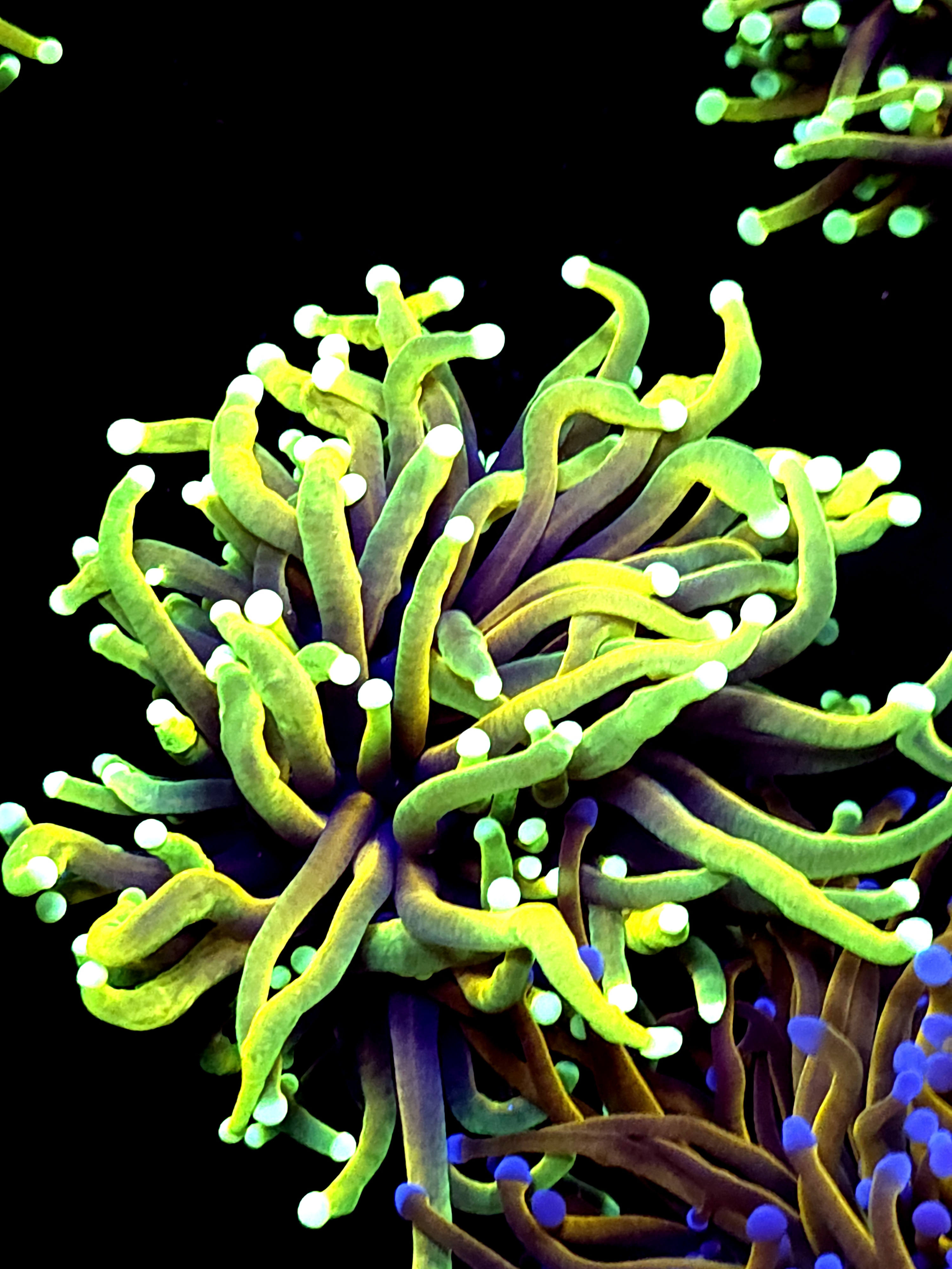 SBB " Dragon Soul" Torch