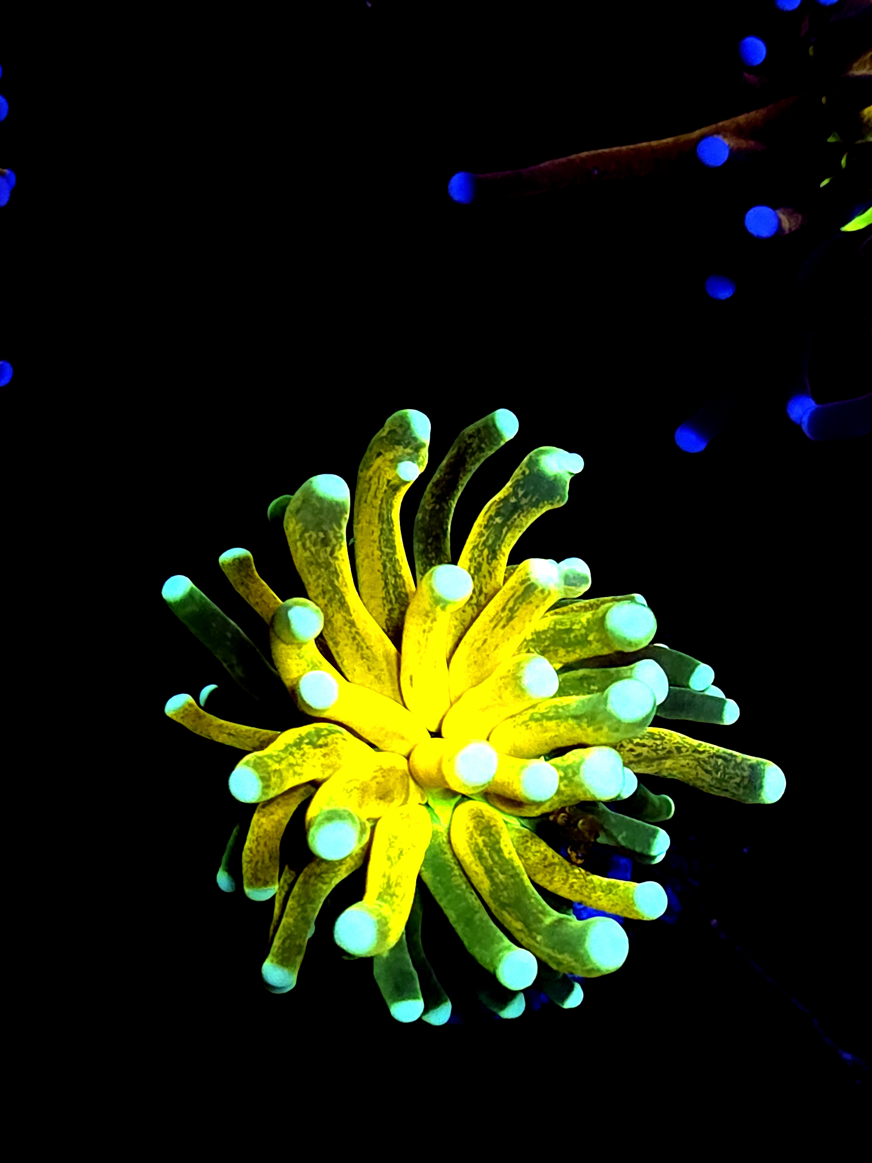 SBB " Yellow Grafting" Tiger Torch