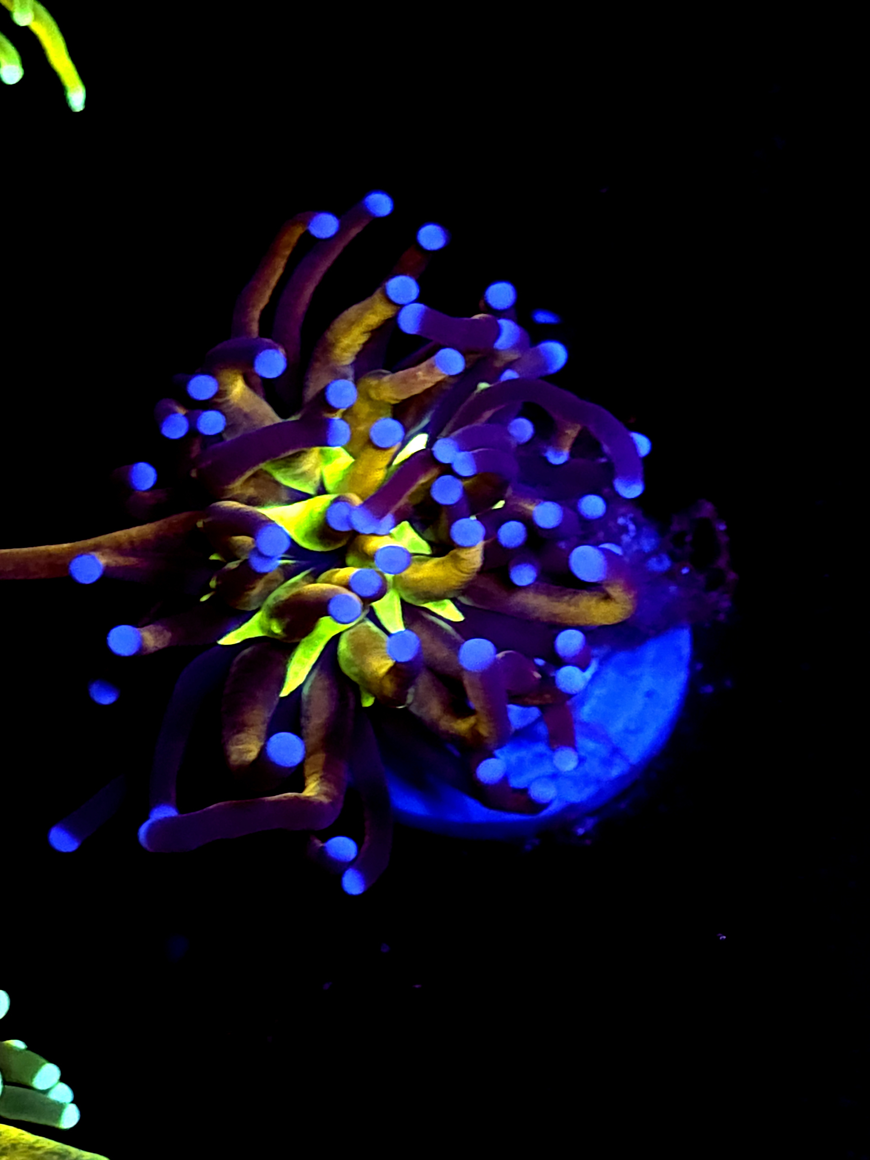 SBB " Ghost Busters " Torch