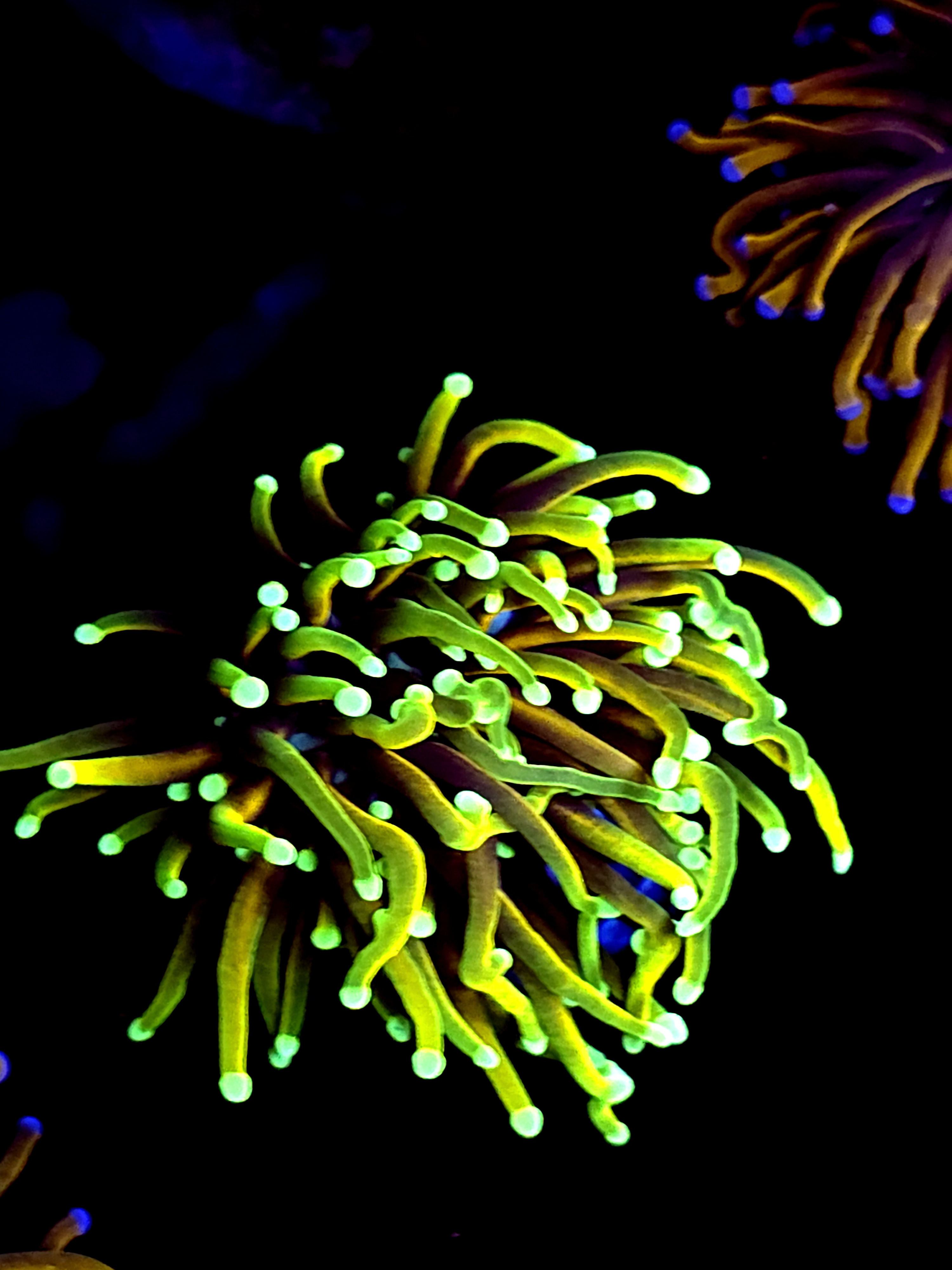 SBB " Dragon Soul" Torch