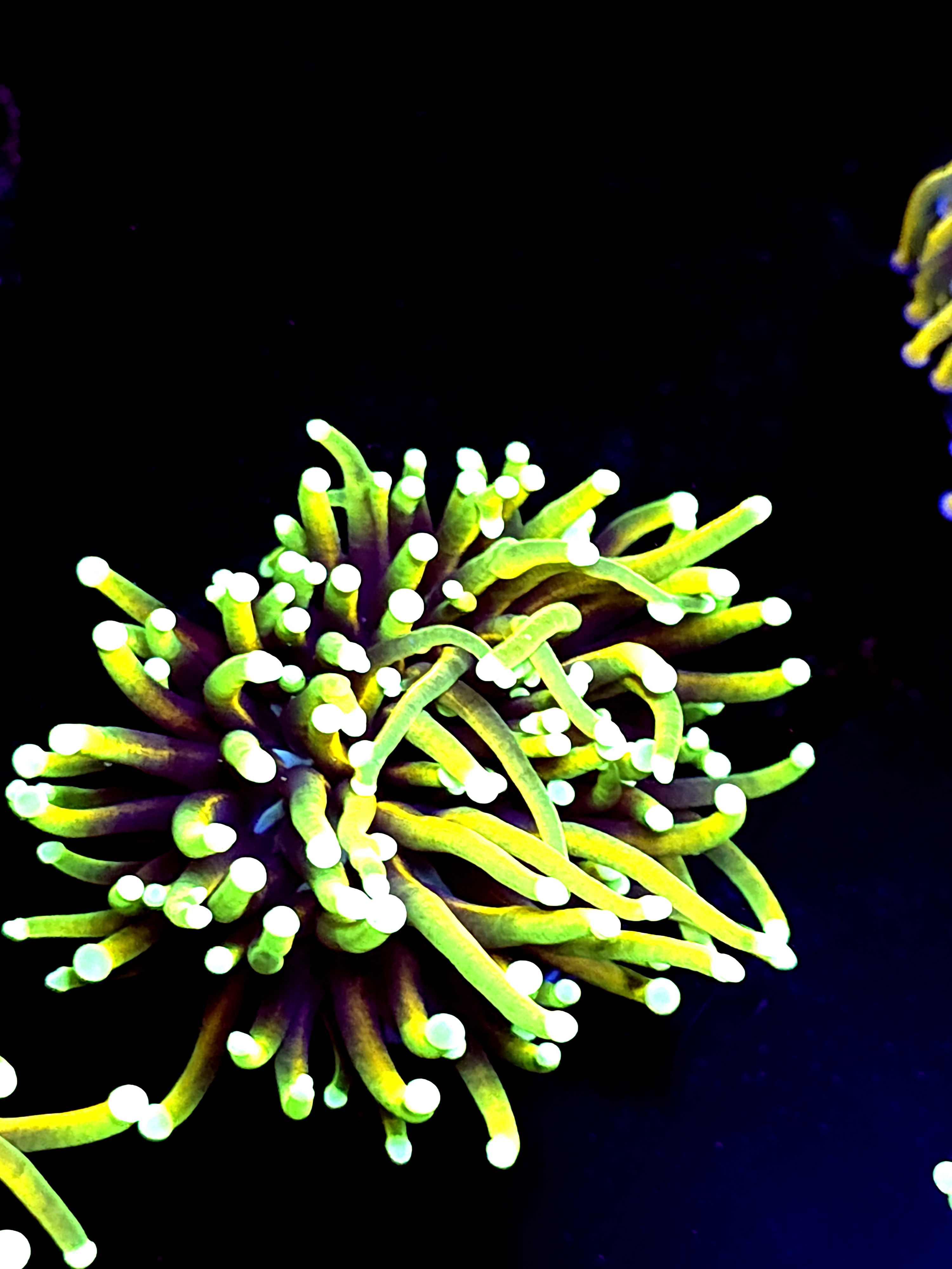 SBB " Hellfire" Torch