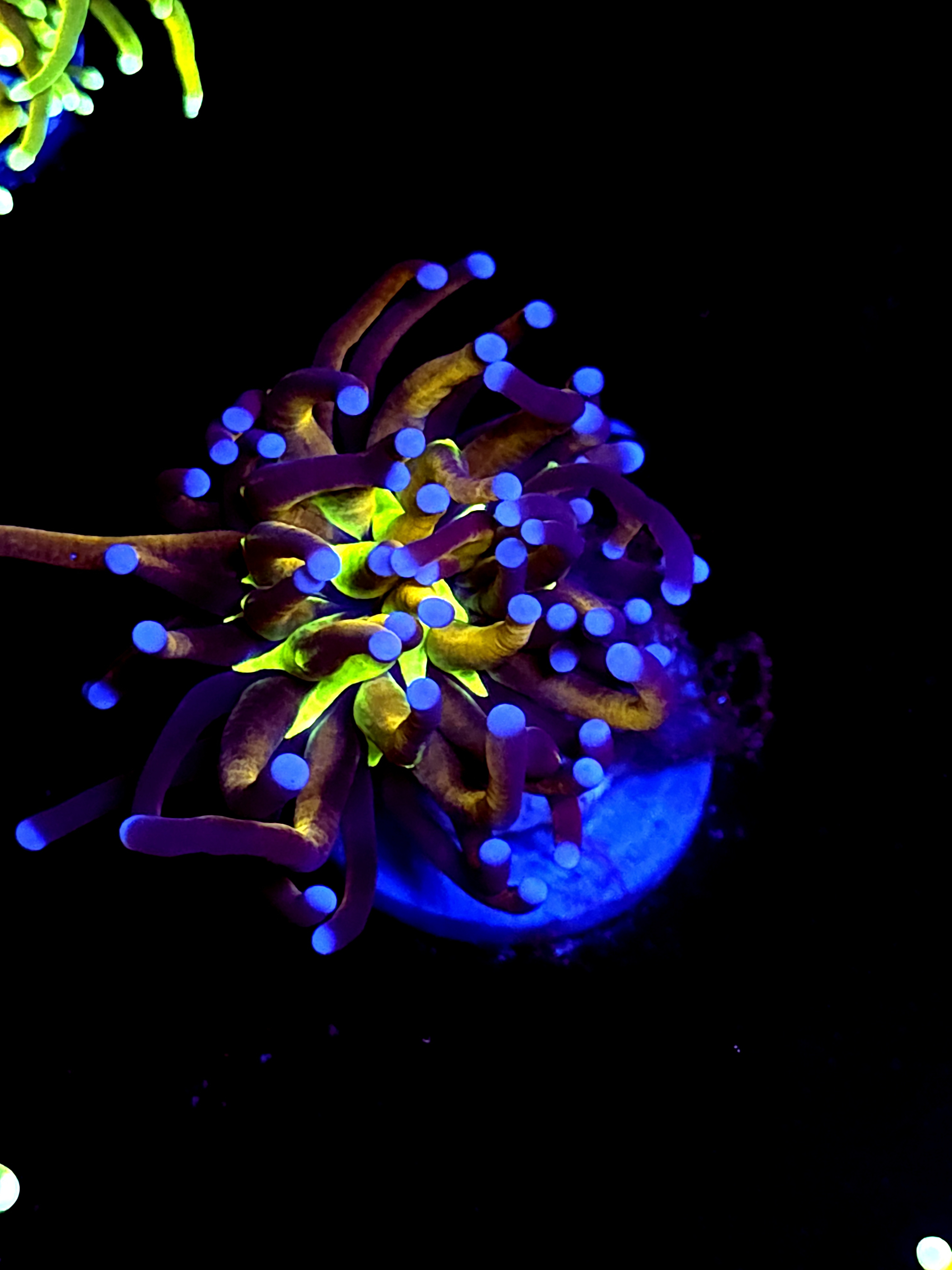 SBB Ghost Busters Torch