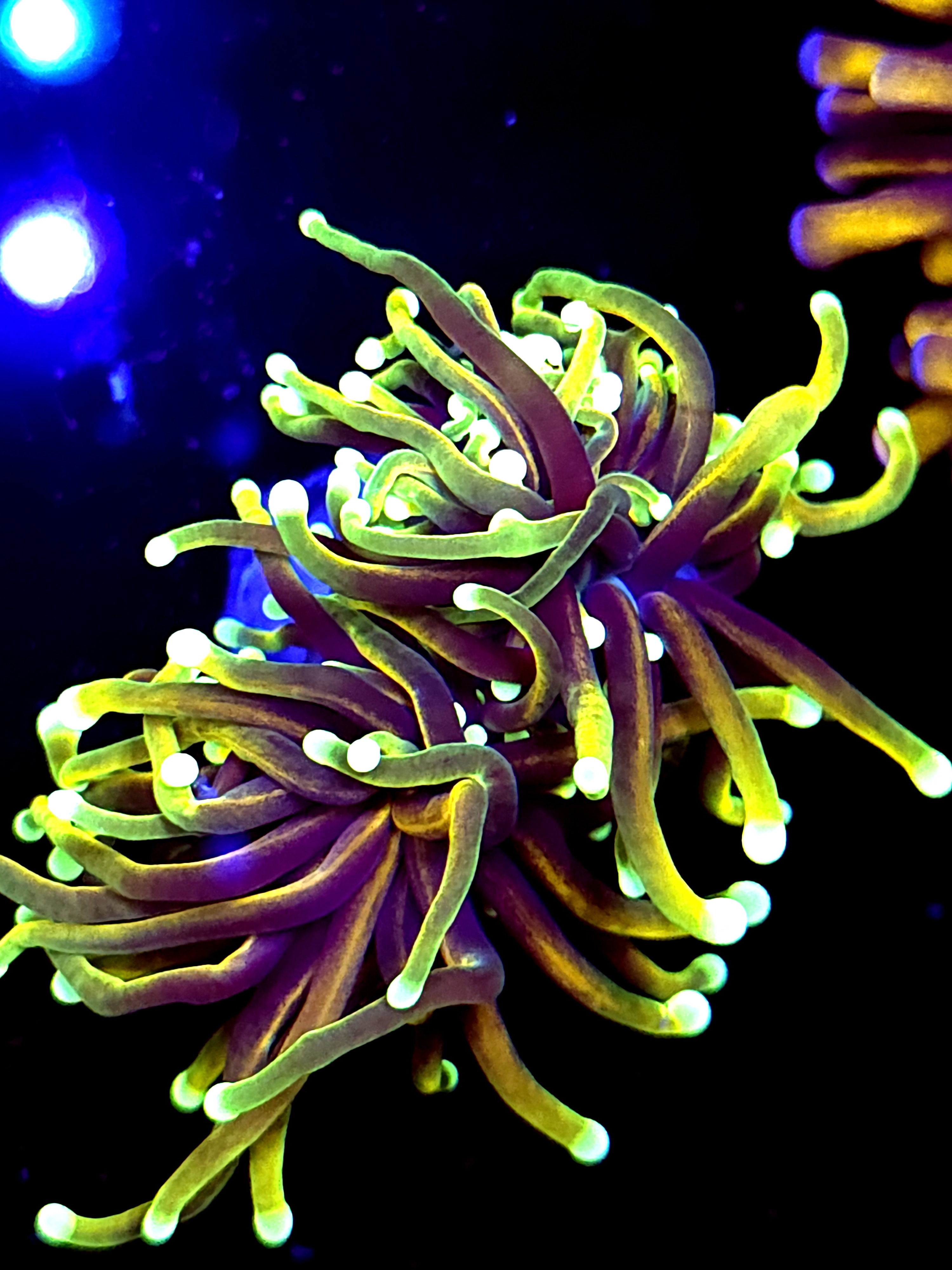 SBB " dragon Sou" Torch