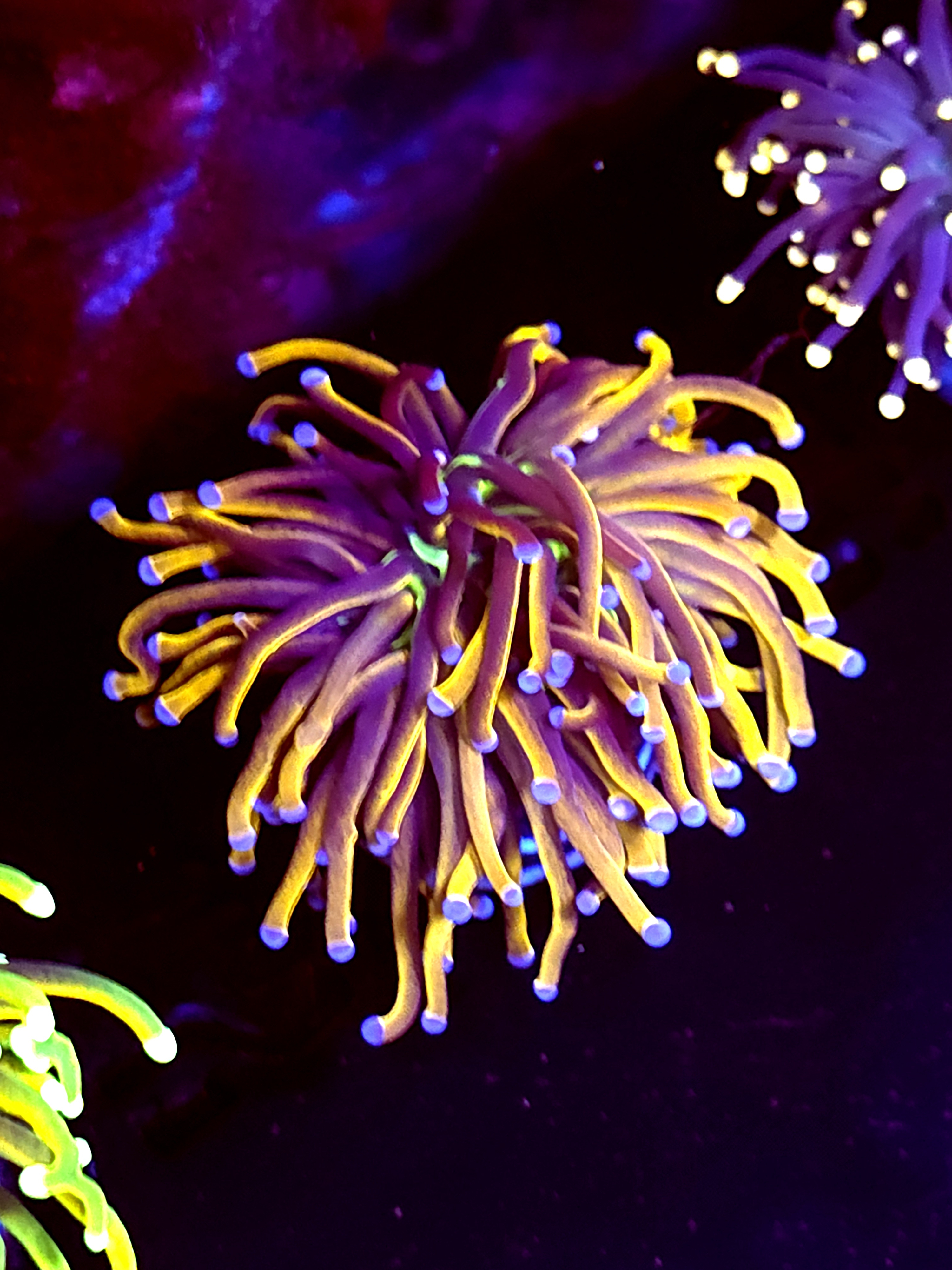 SBB " Dr Strange" Torch