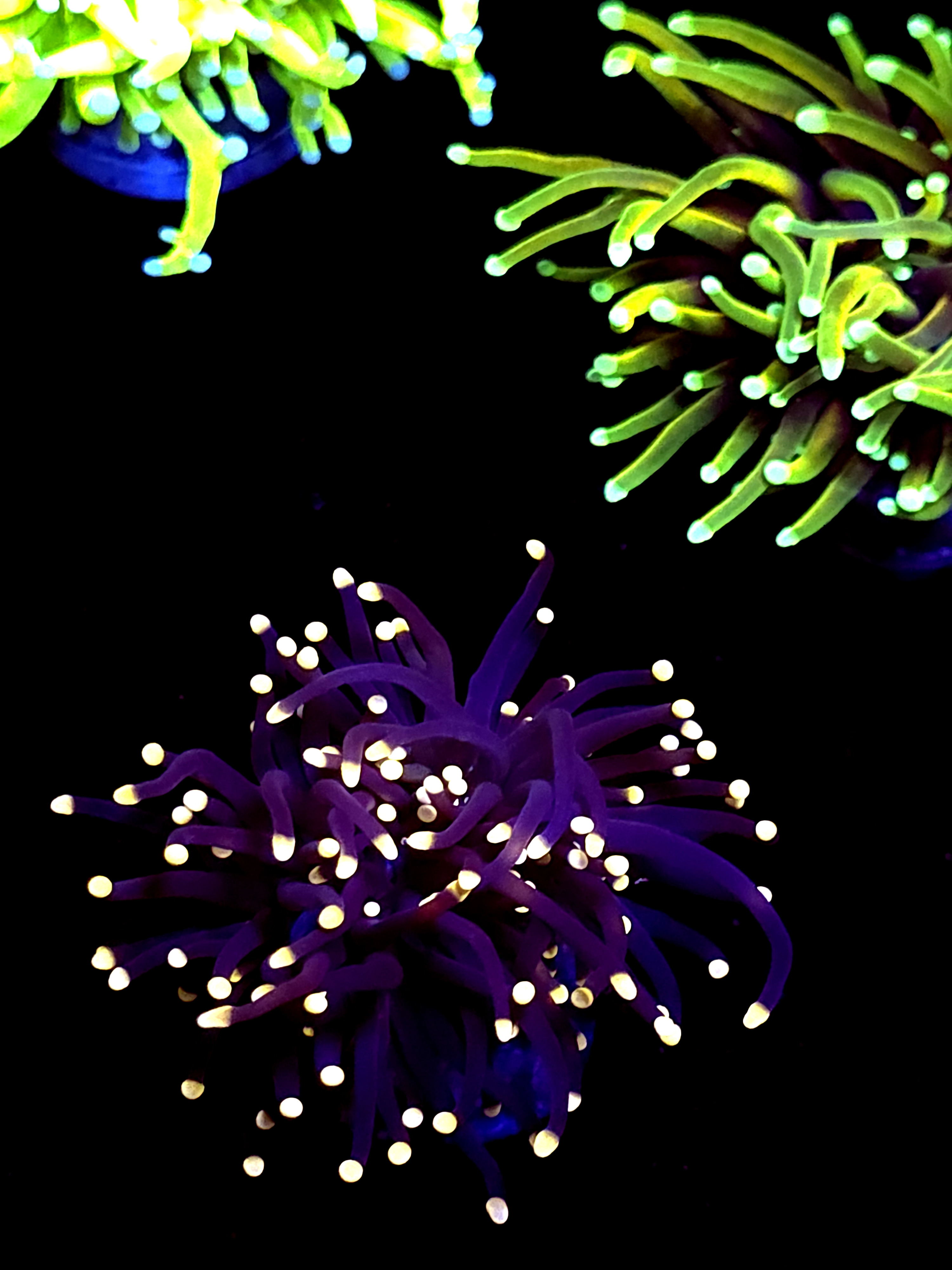 SBB " Black Panther" Torch