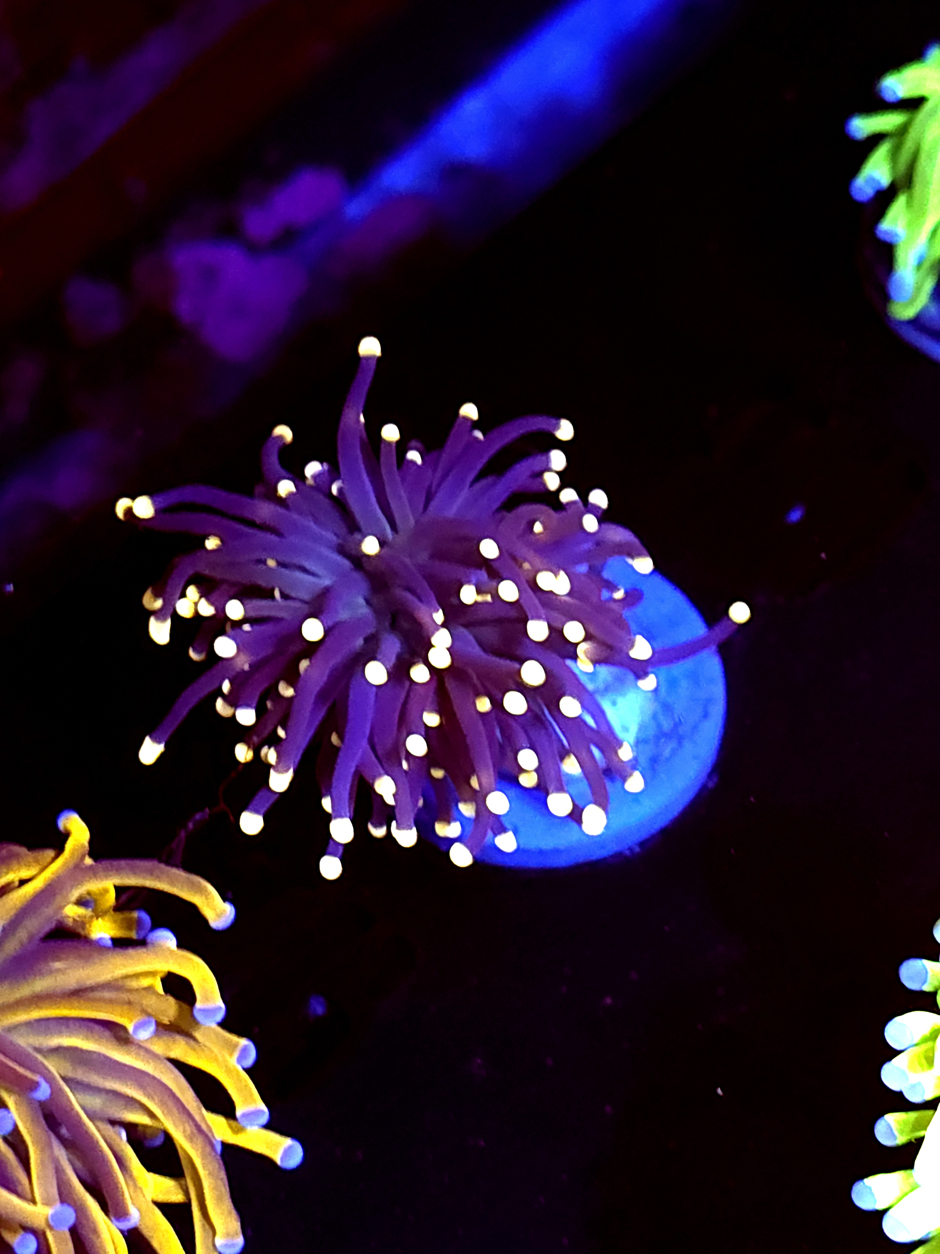 SBB " Artic Jade" Torch