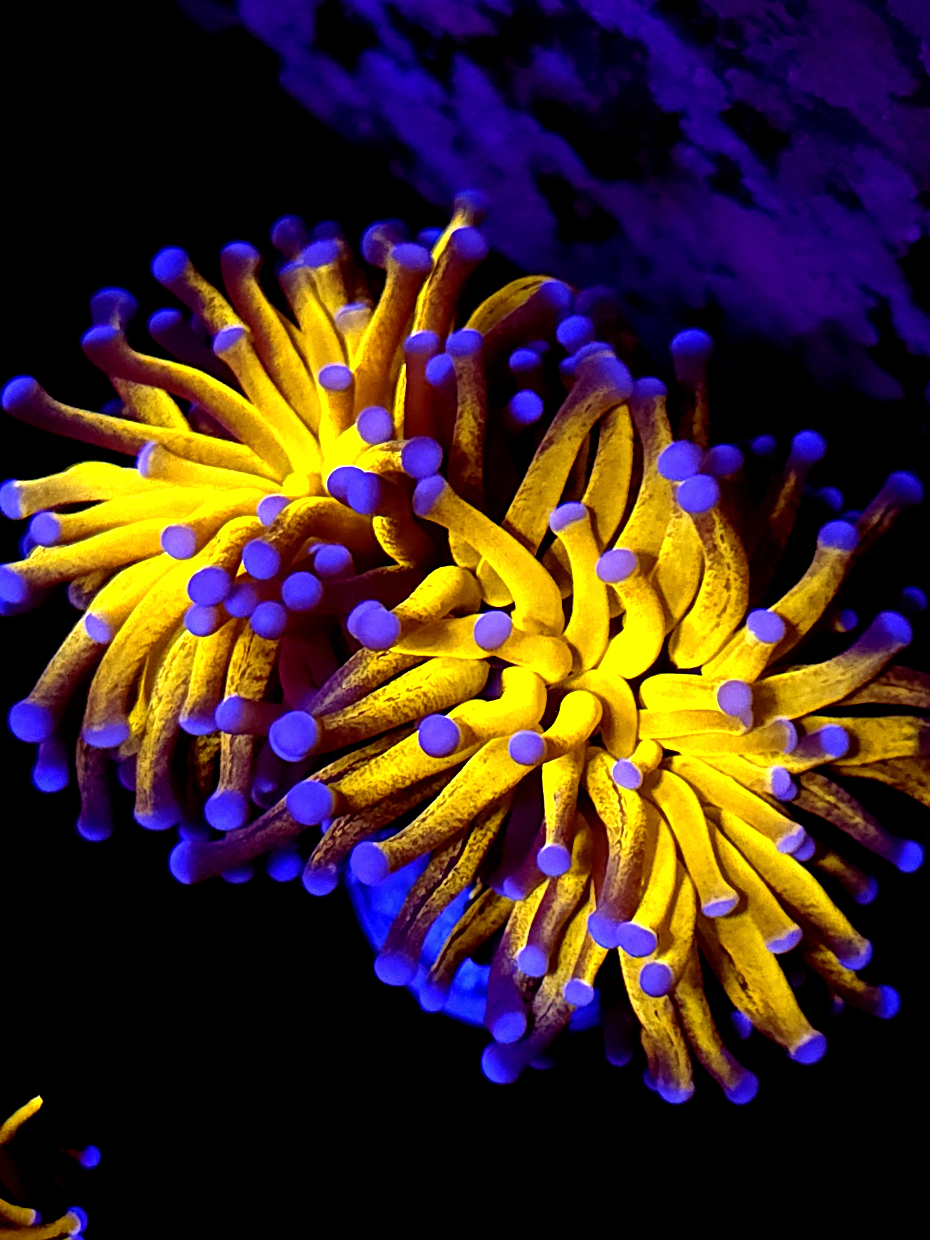 SBB " Black: Tiger Torch 2 heads