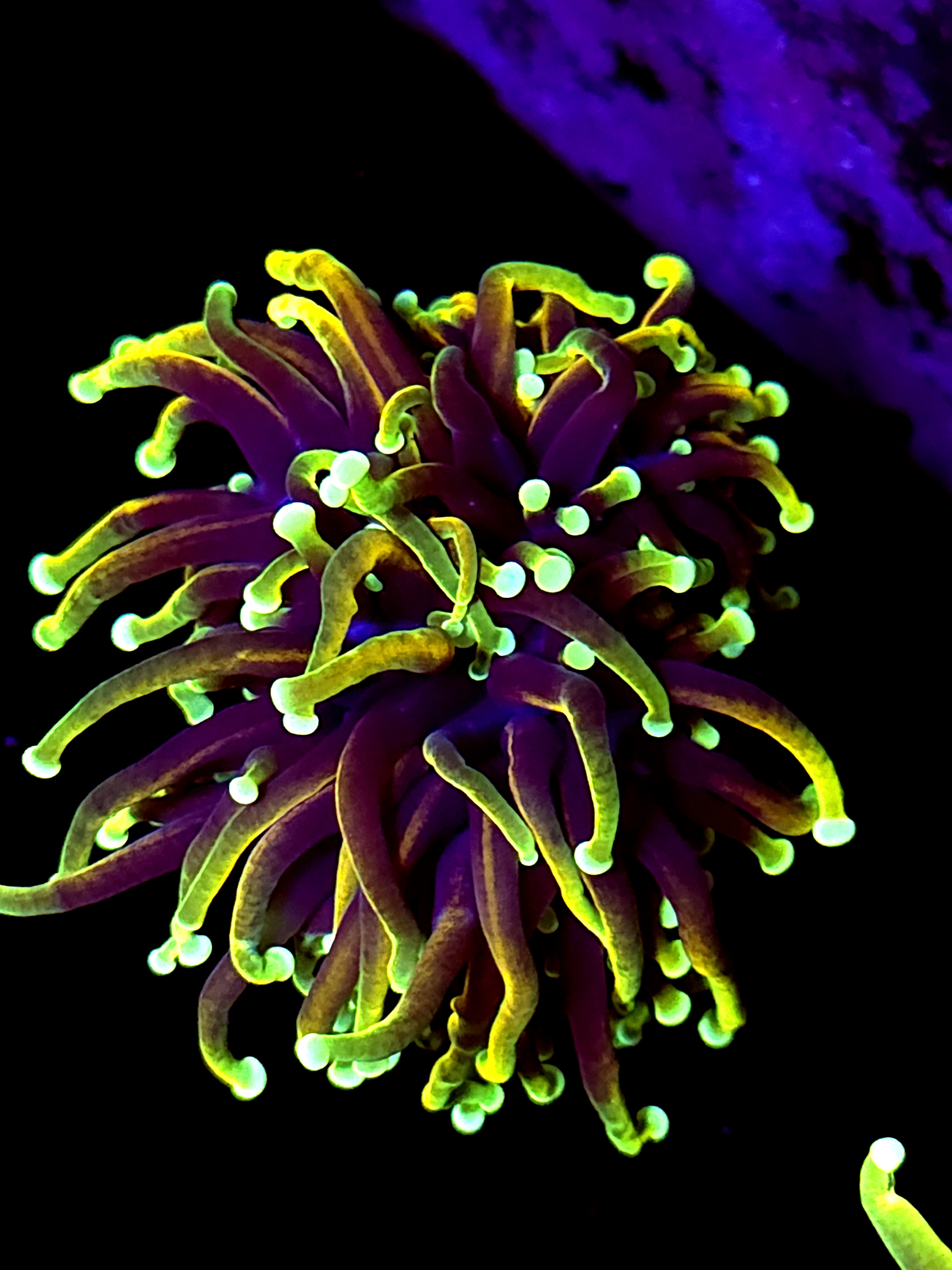 SBB " Dragon Soul" Torch