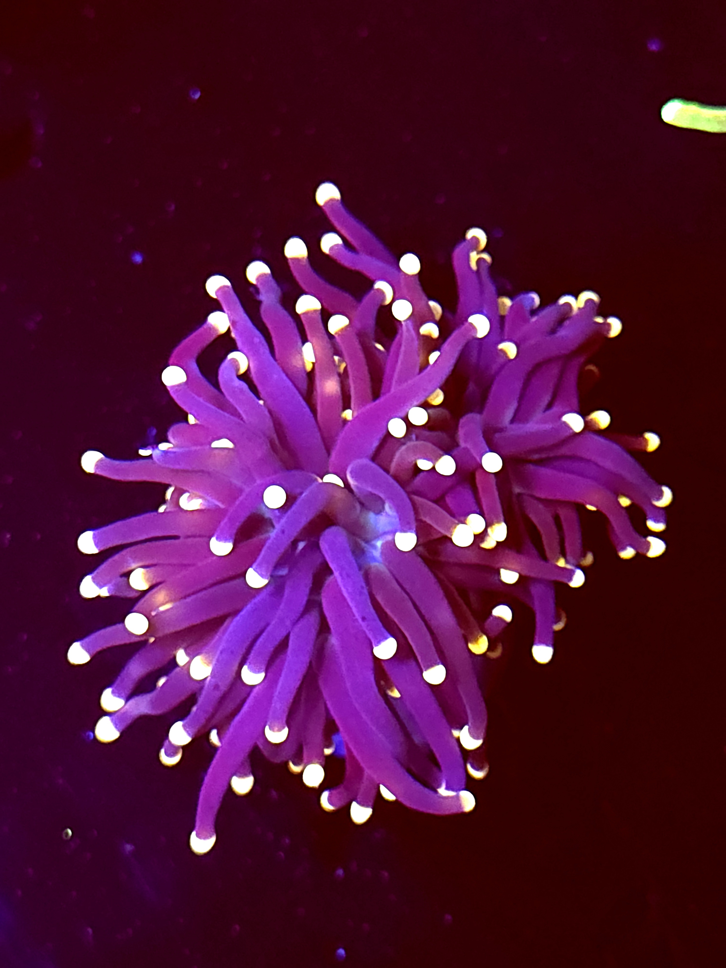 SBB " Black Panther" Torch