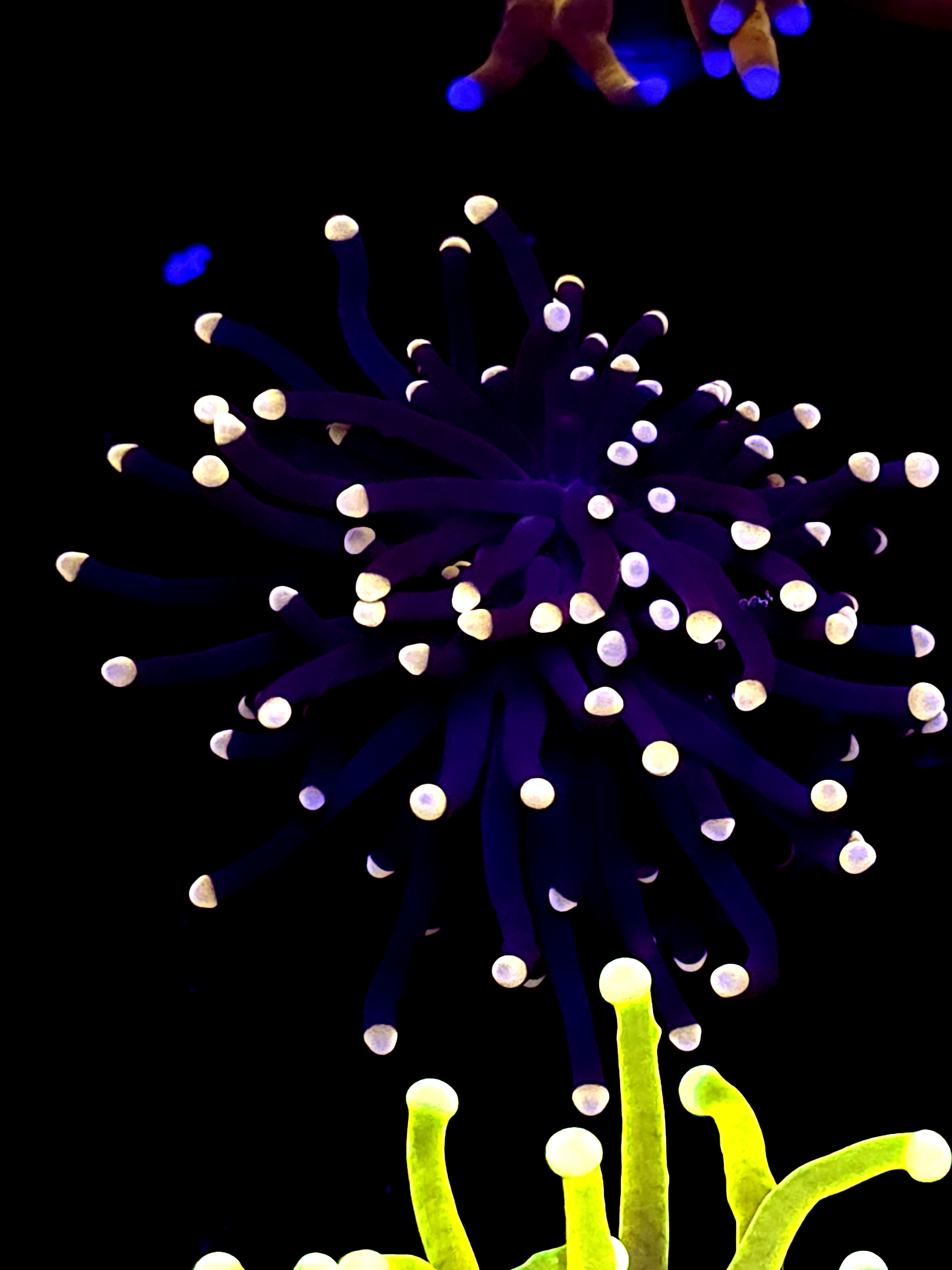 SBB " Black Panther" Torch