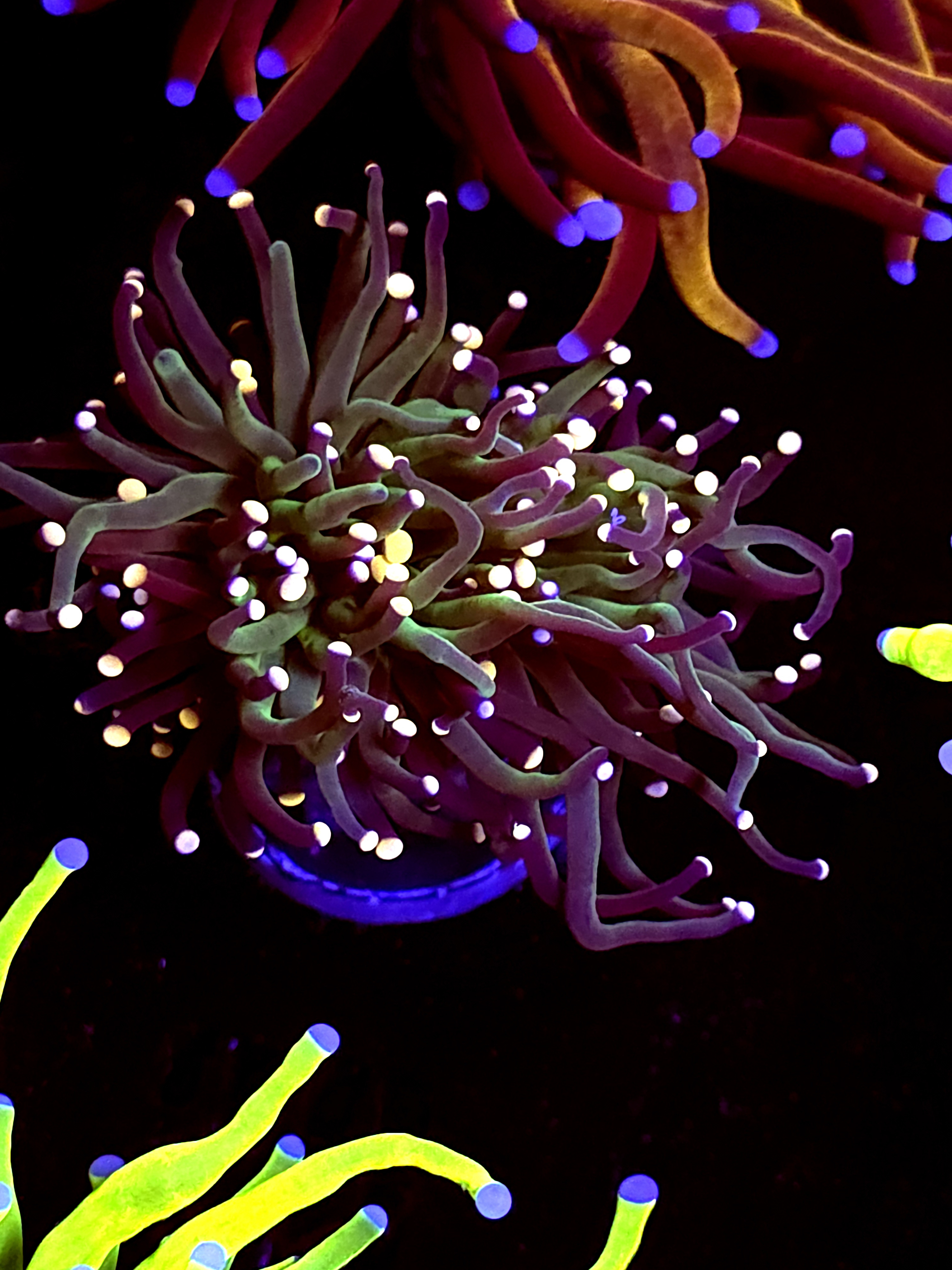 SBB " Artic Jade" Torch