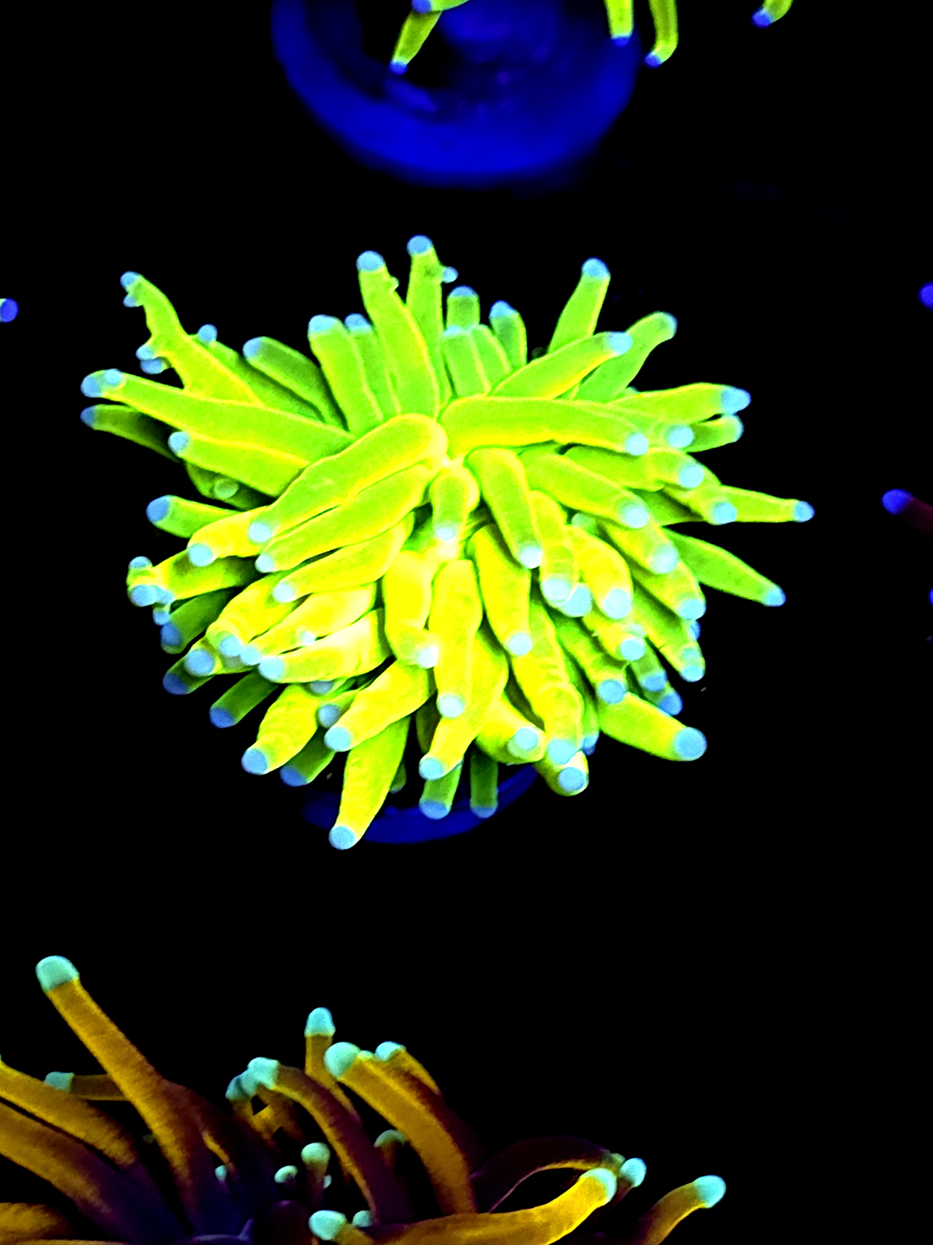 SBB " Bright Af" Holy Grail Torch