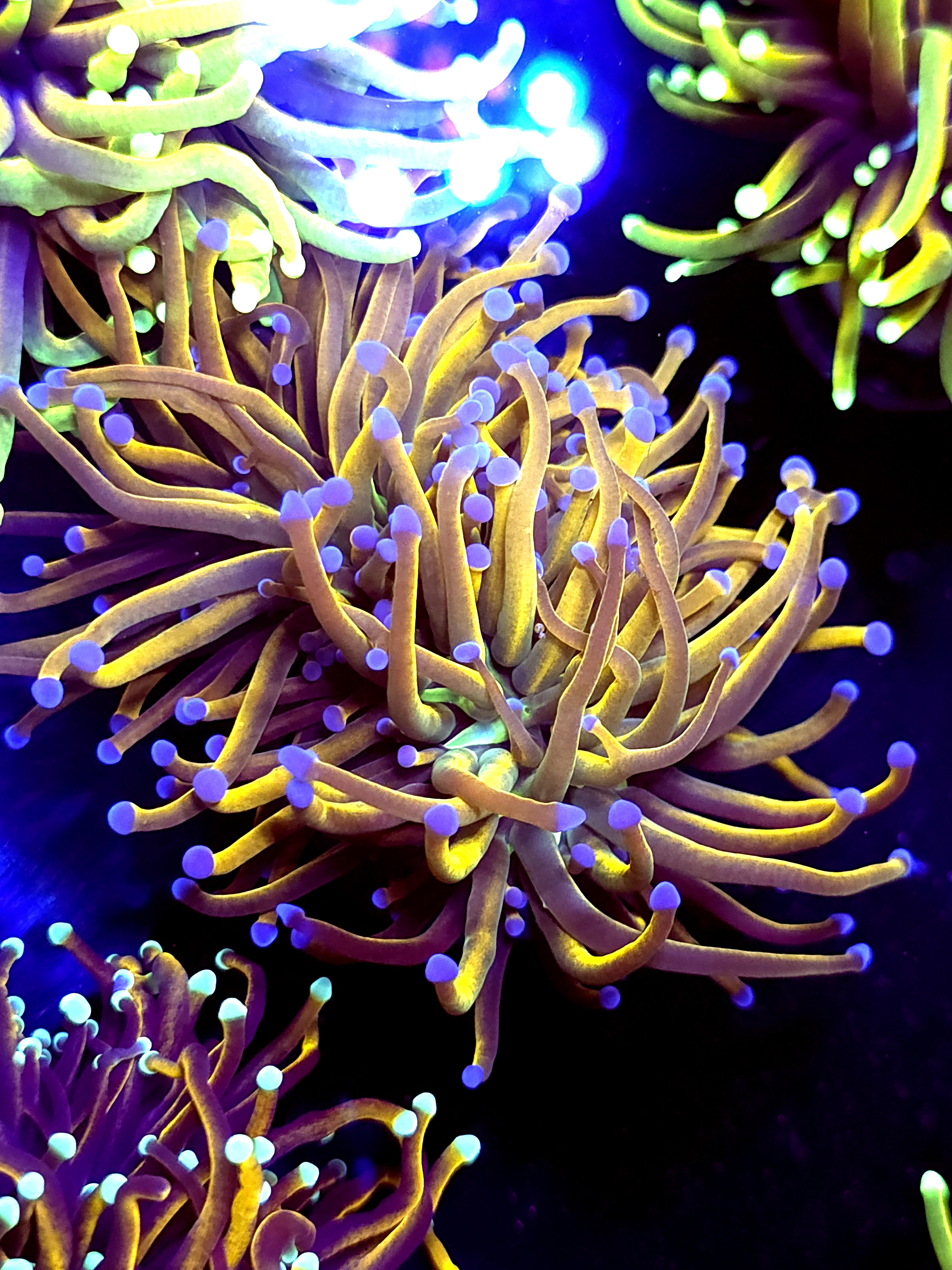 SBB "GoldPool" Torch