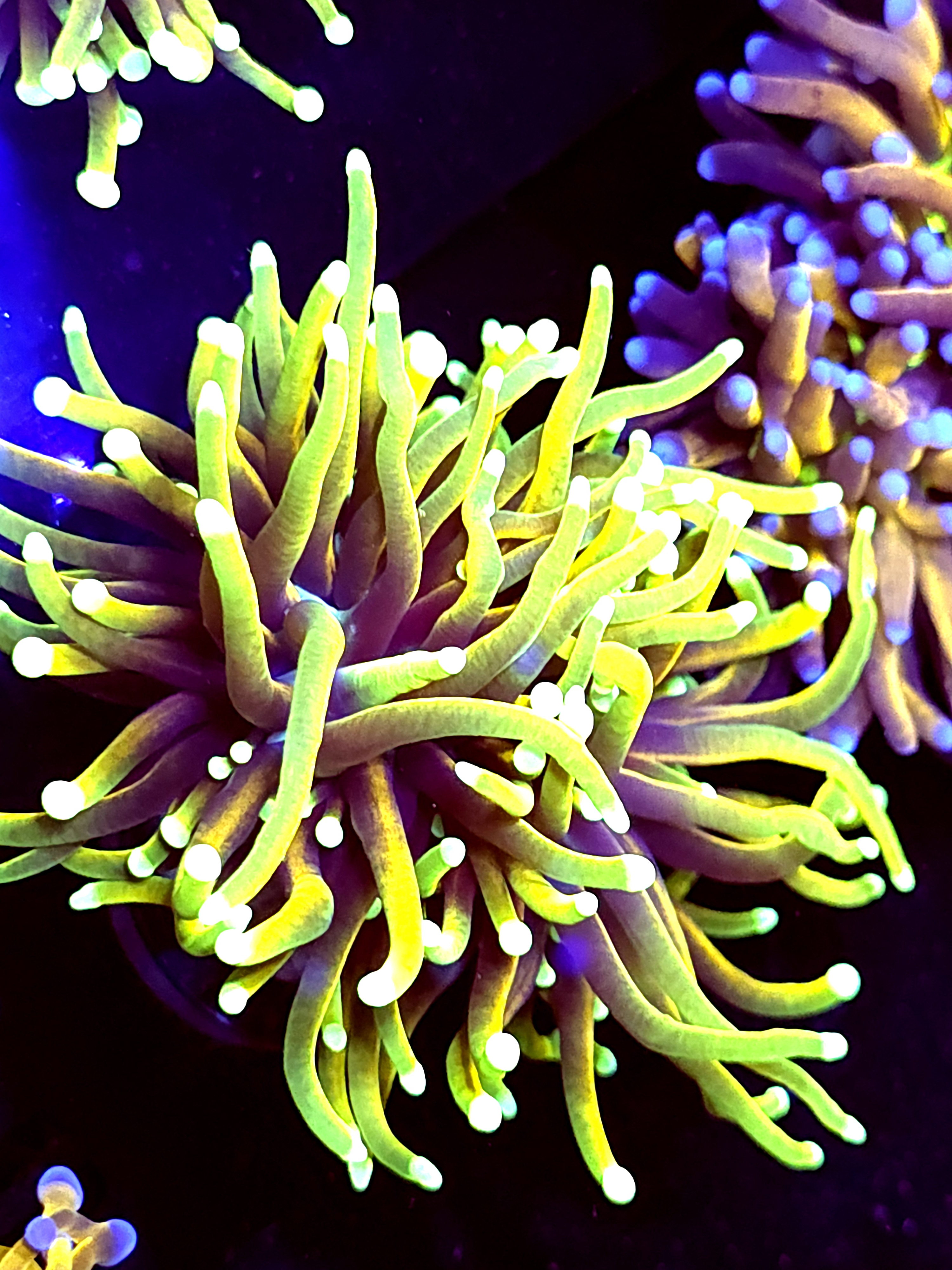 SBB " Hellfire" Torch