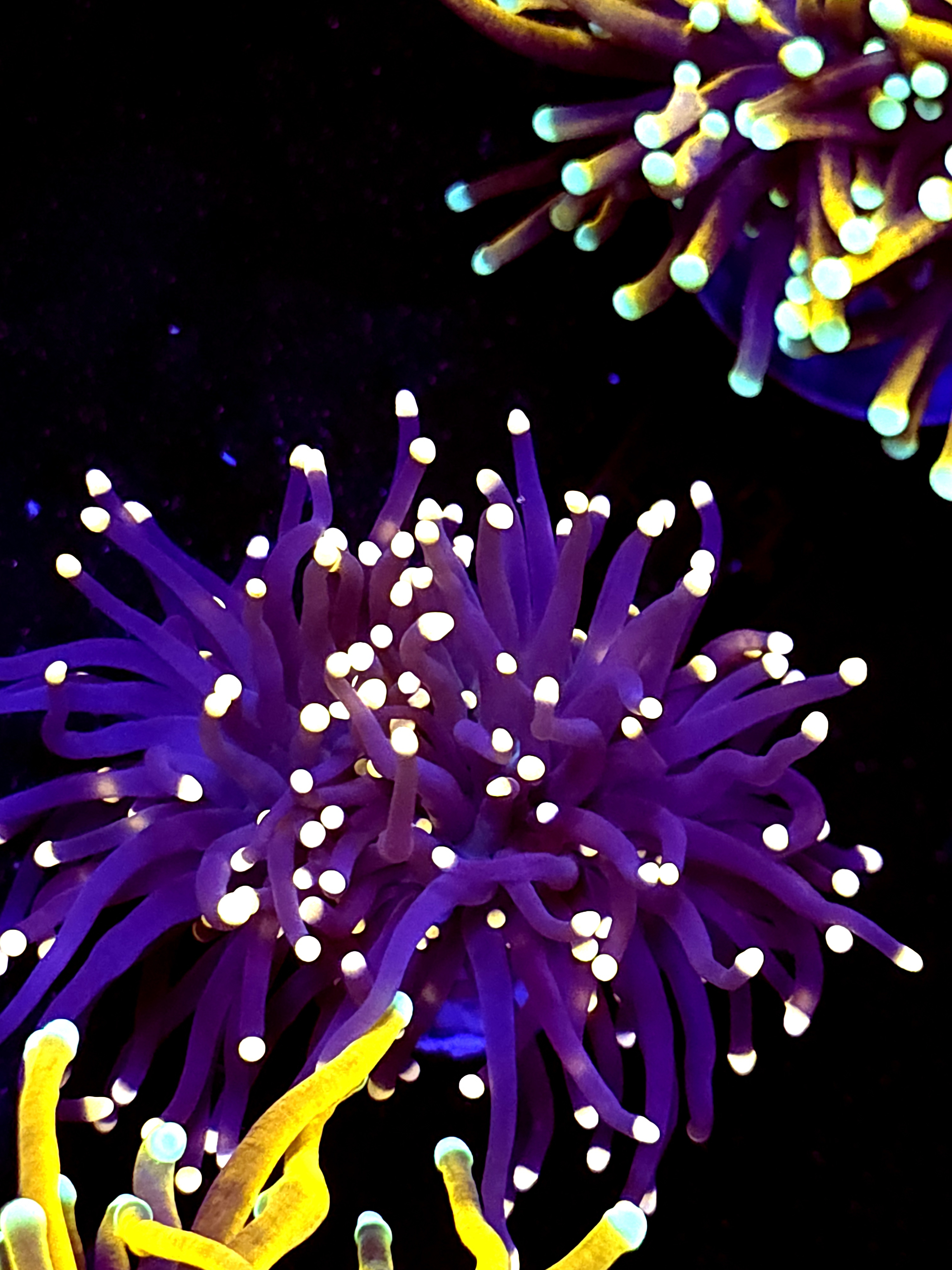 SBB " Black Panther" Torch