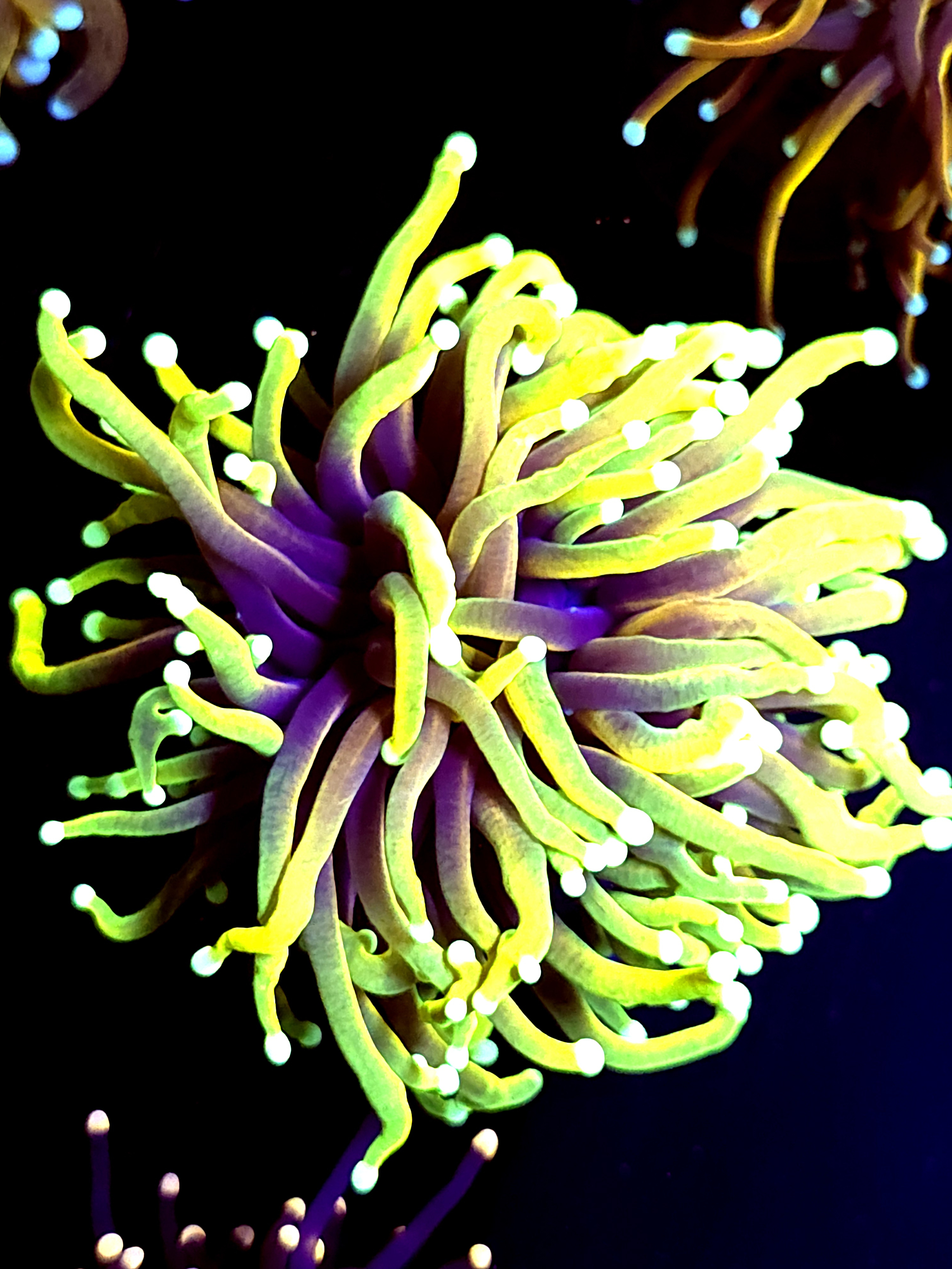 SBB " Hellfire" Torch