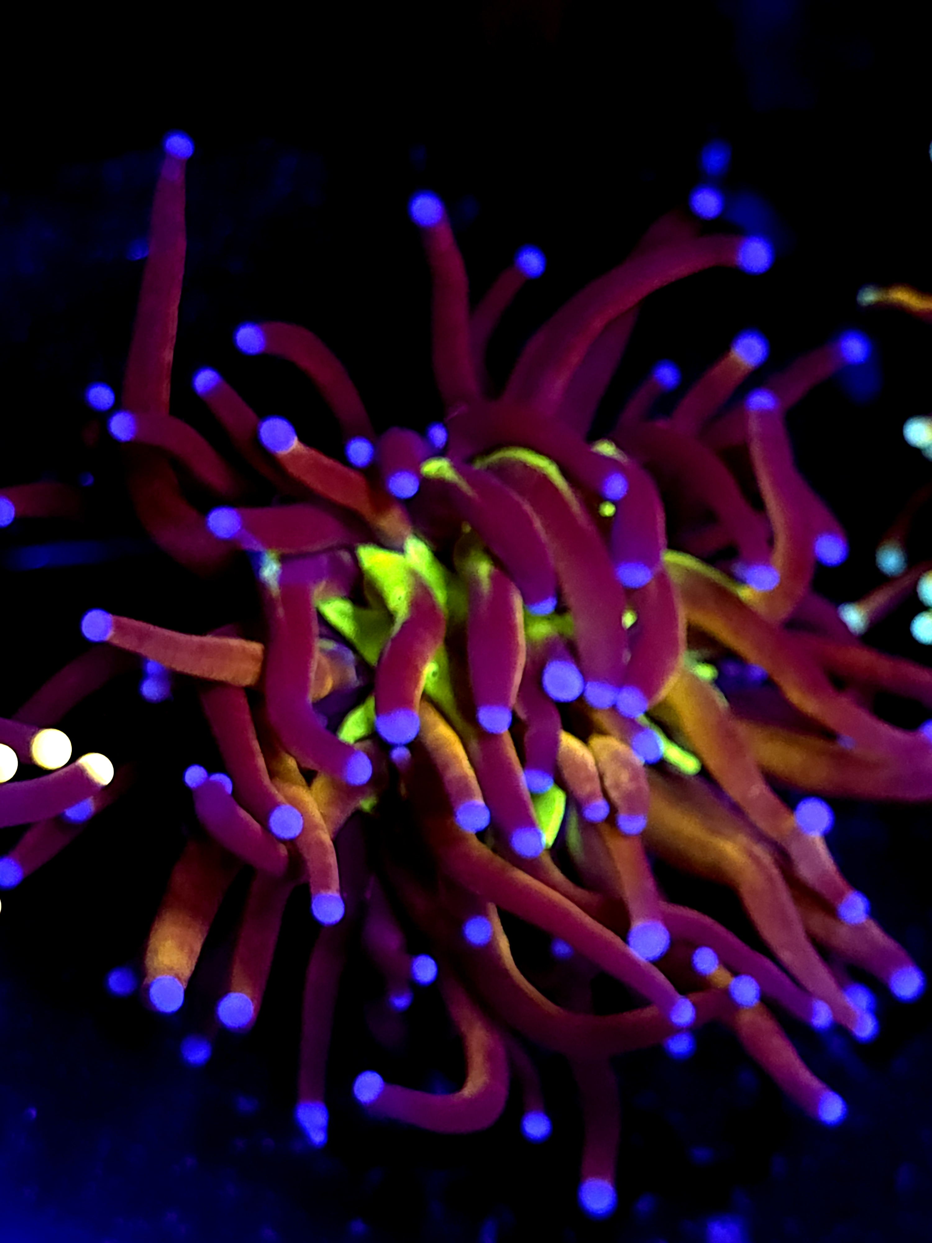 SBB " Ghost Busters' Torch