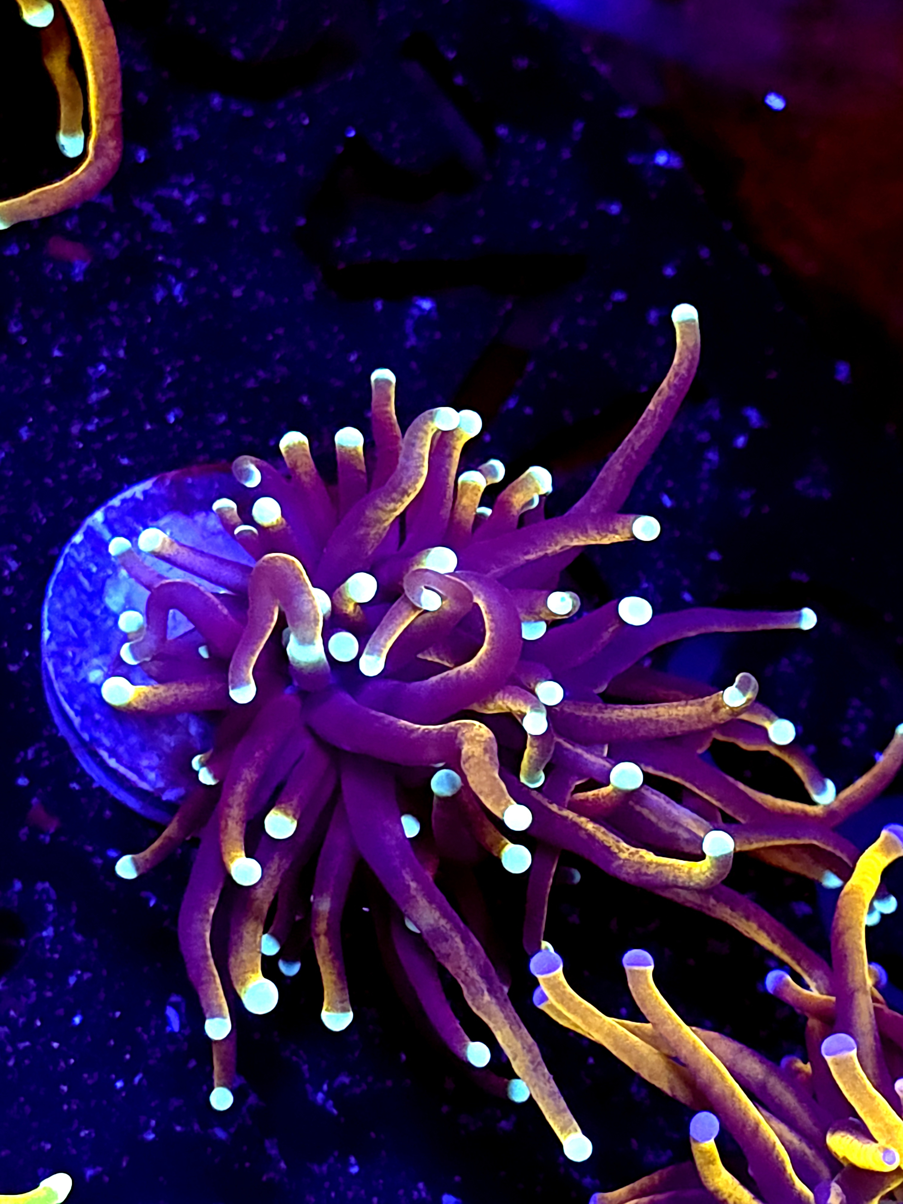 SBB " Dr strange" Torch