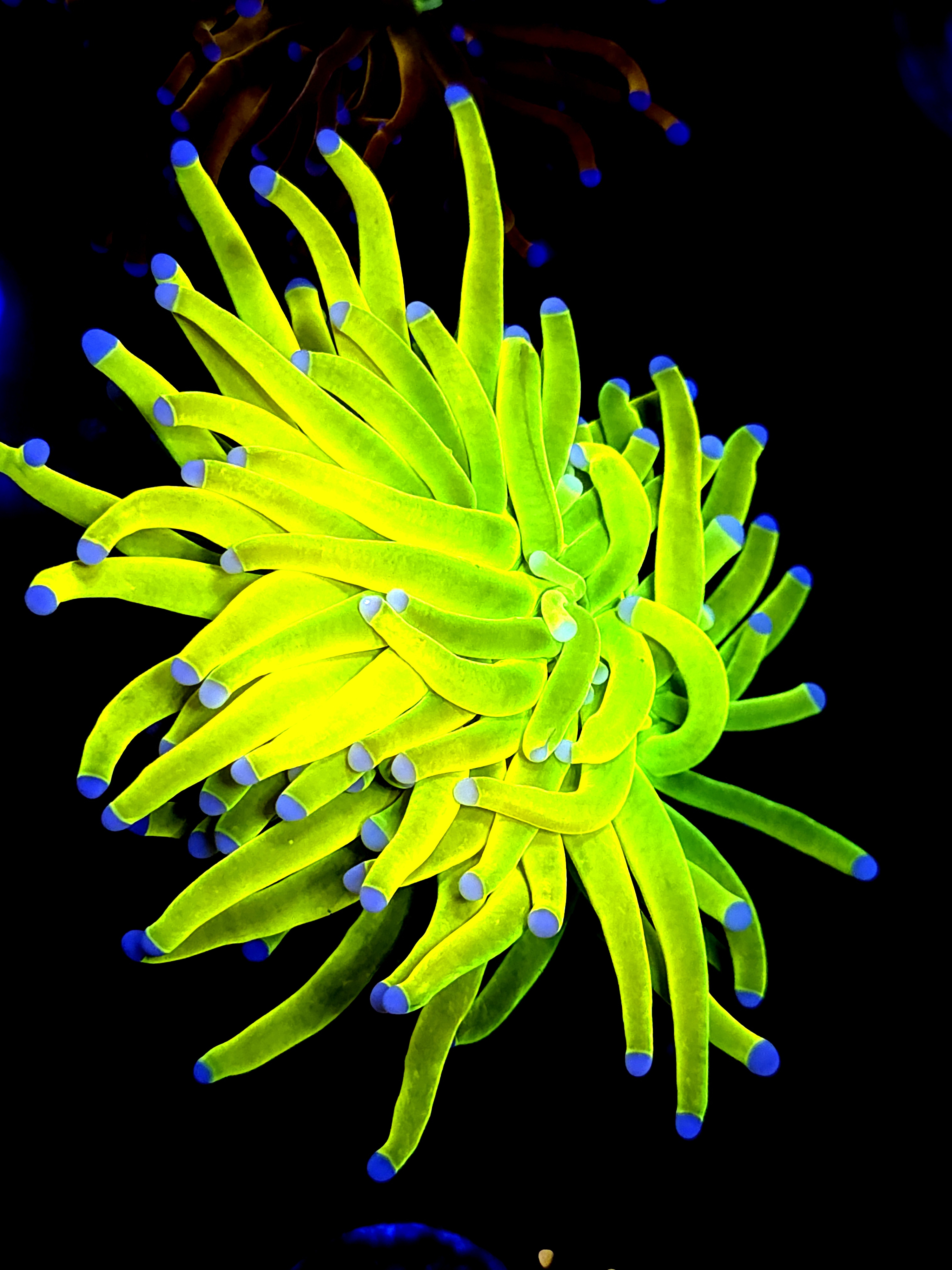 SBB " Bright AF" Holy Grail