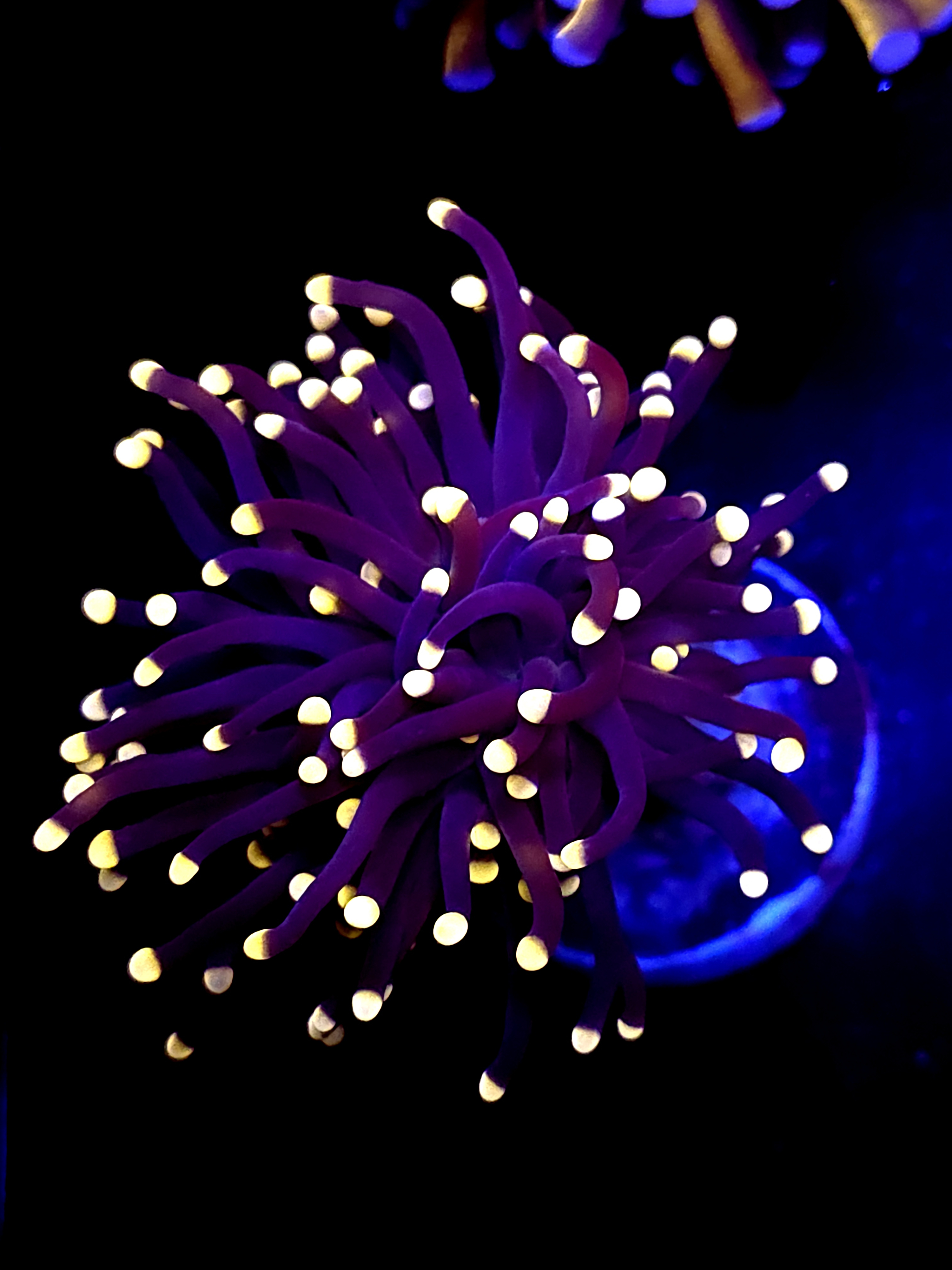 SBB " Black Panther" Torch