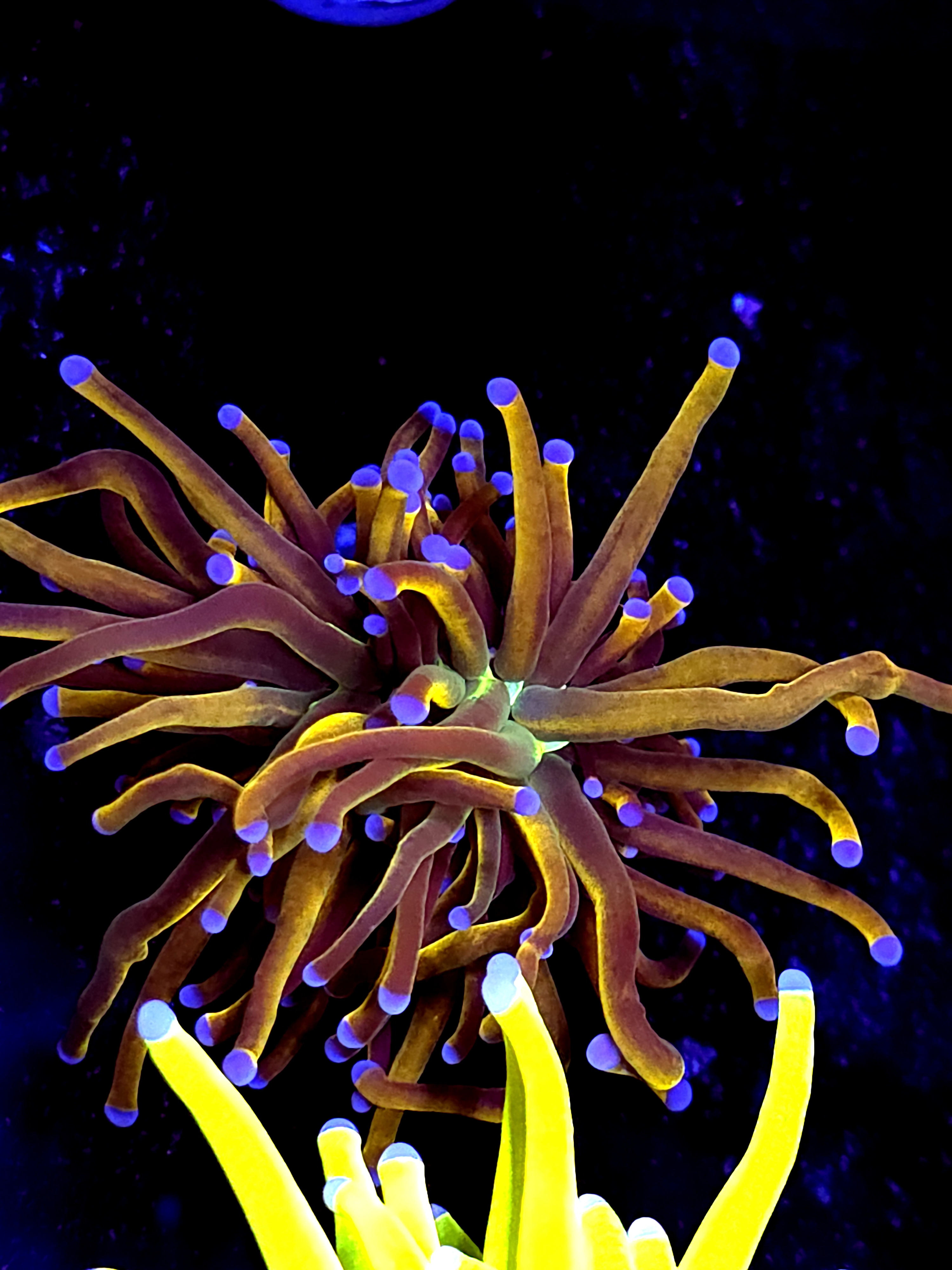 SBB "GoldPool" Torch