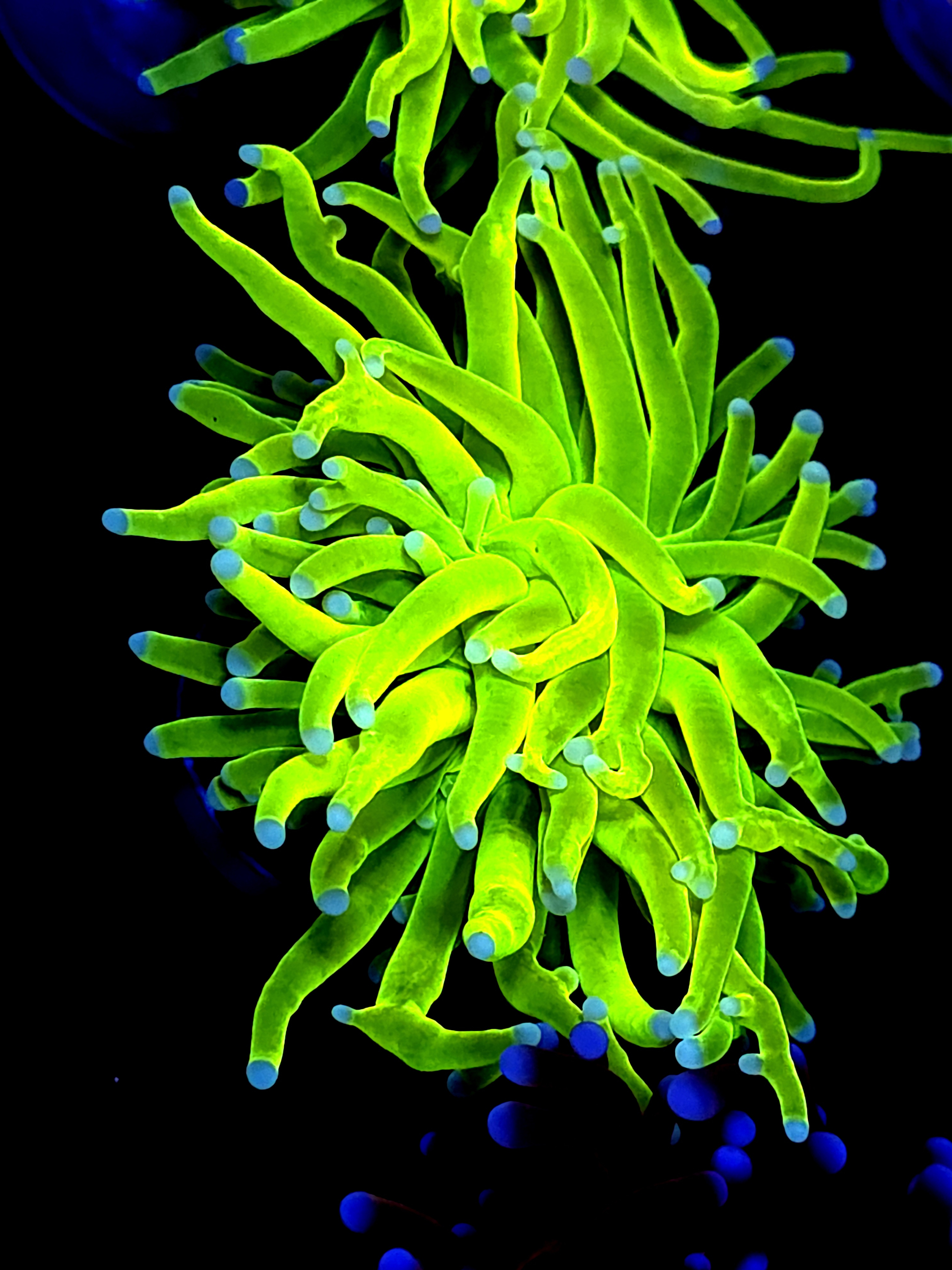 SBB " Nickolodian" Torch