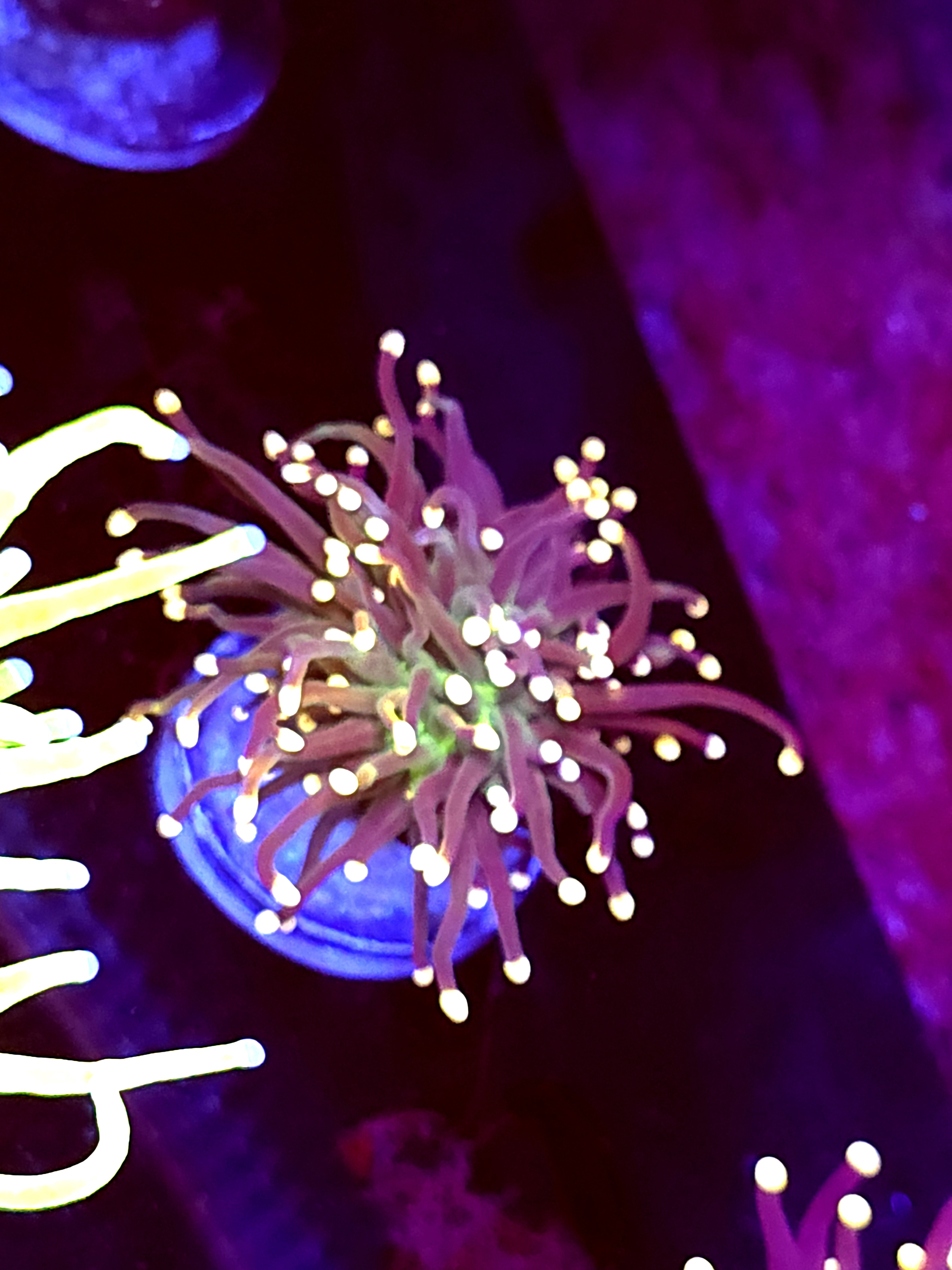 SBB " Artic Jade" Torch