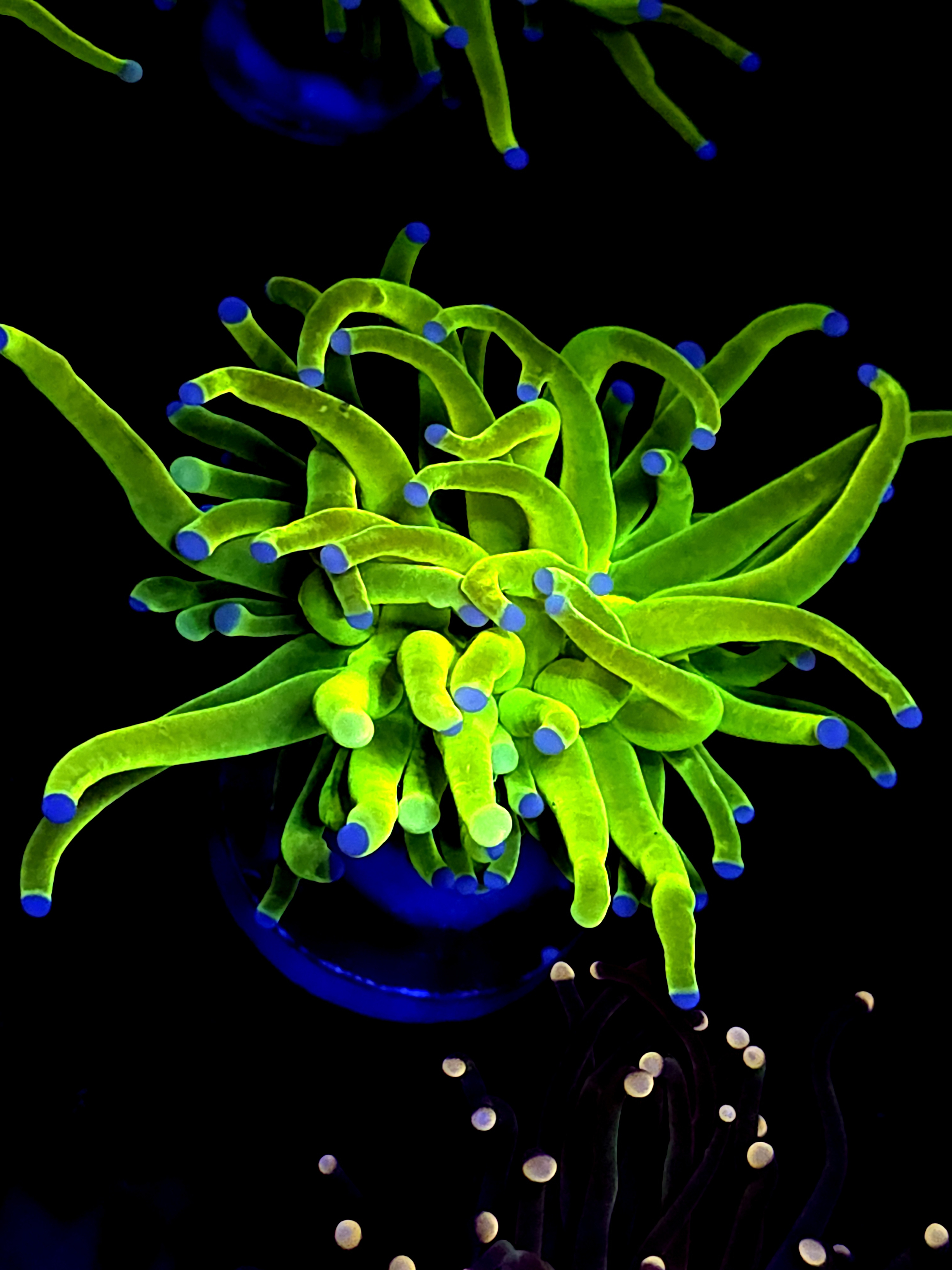 SBB " Bright AF" Holy Grail