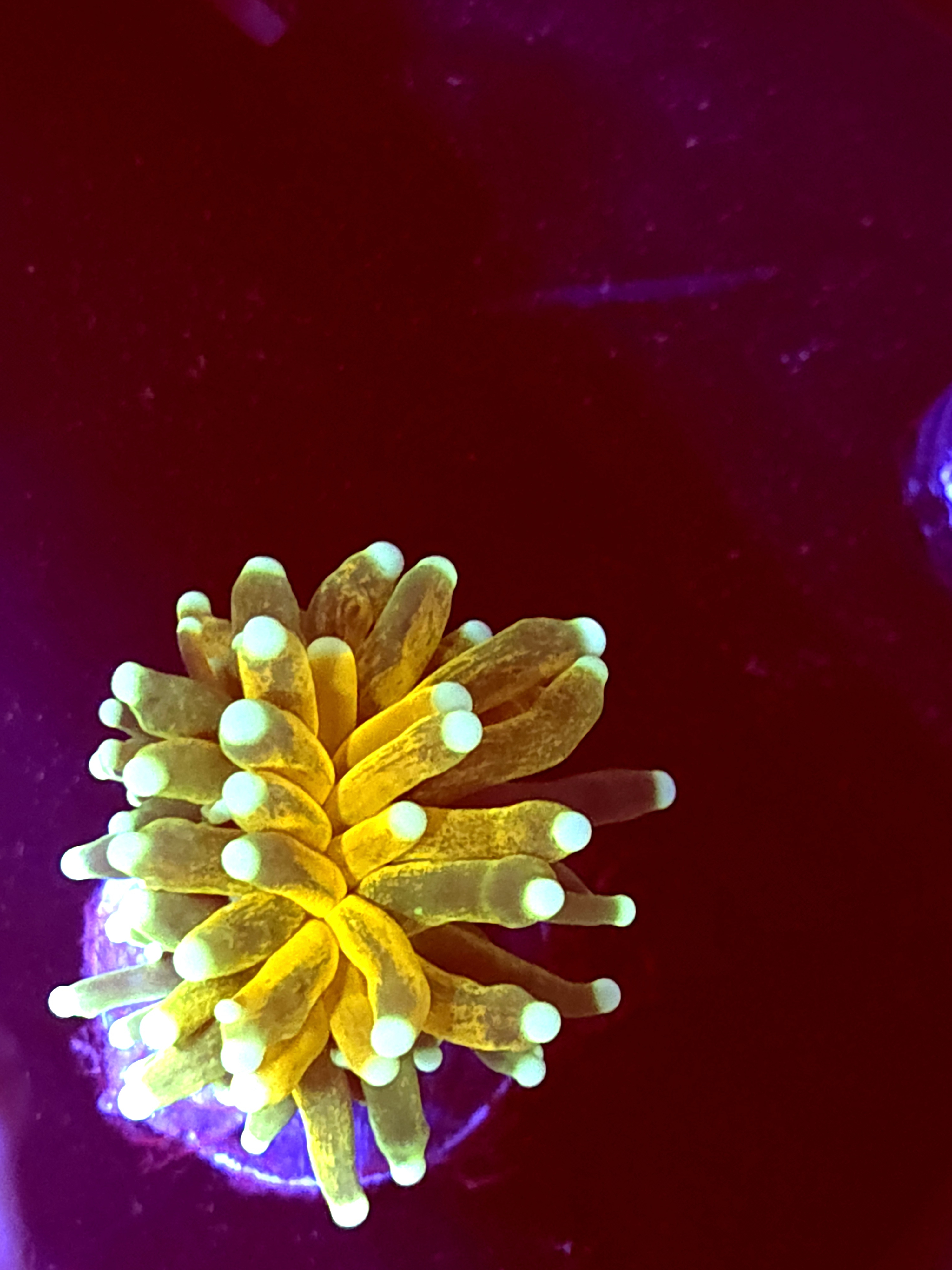 SBB " Yellow Graft" Tiger Torch