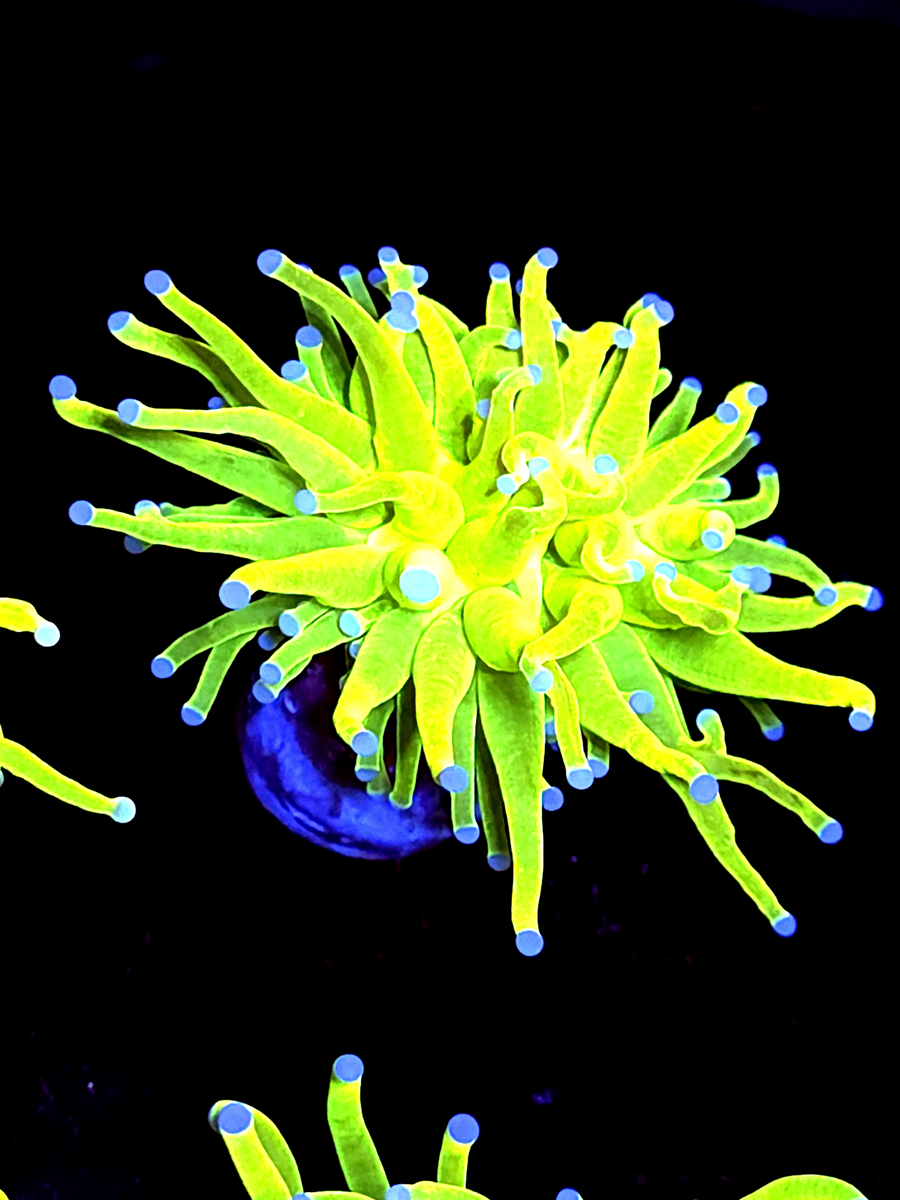 SBB " Bright AF" Holy Grail