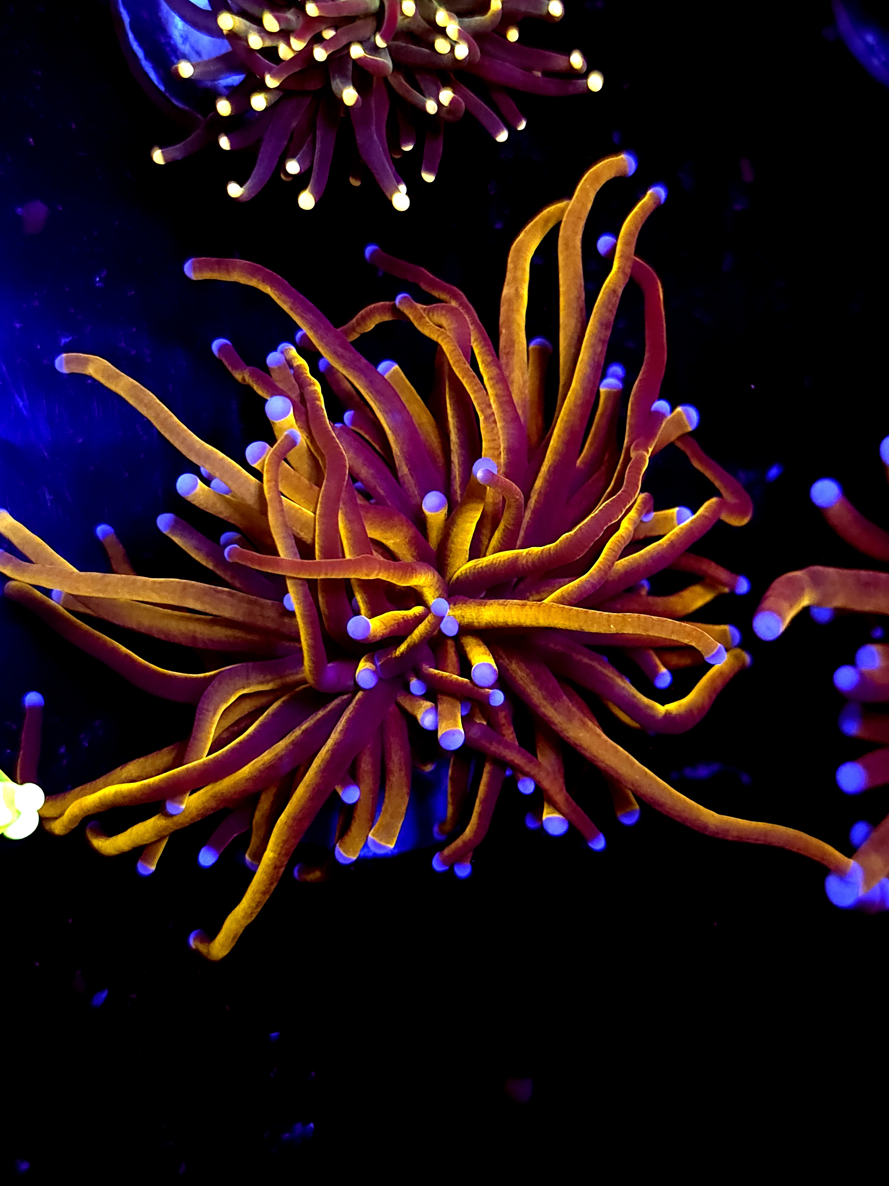 SBB "New York Nicks" Torch