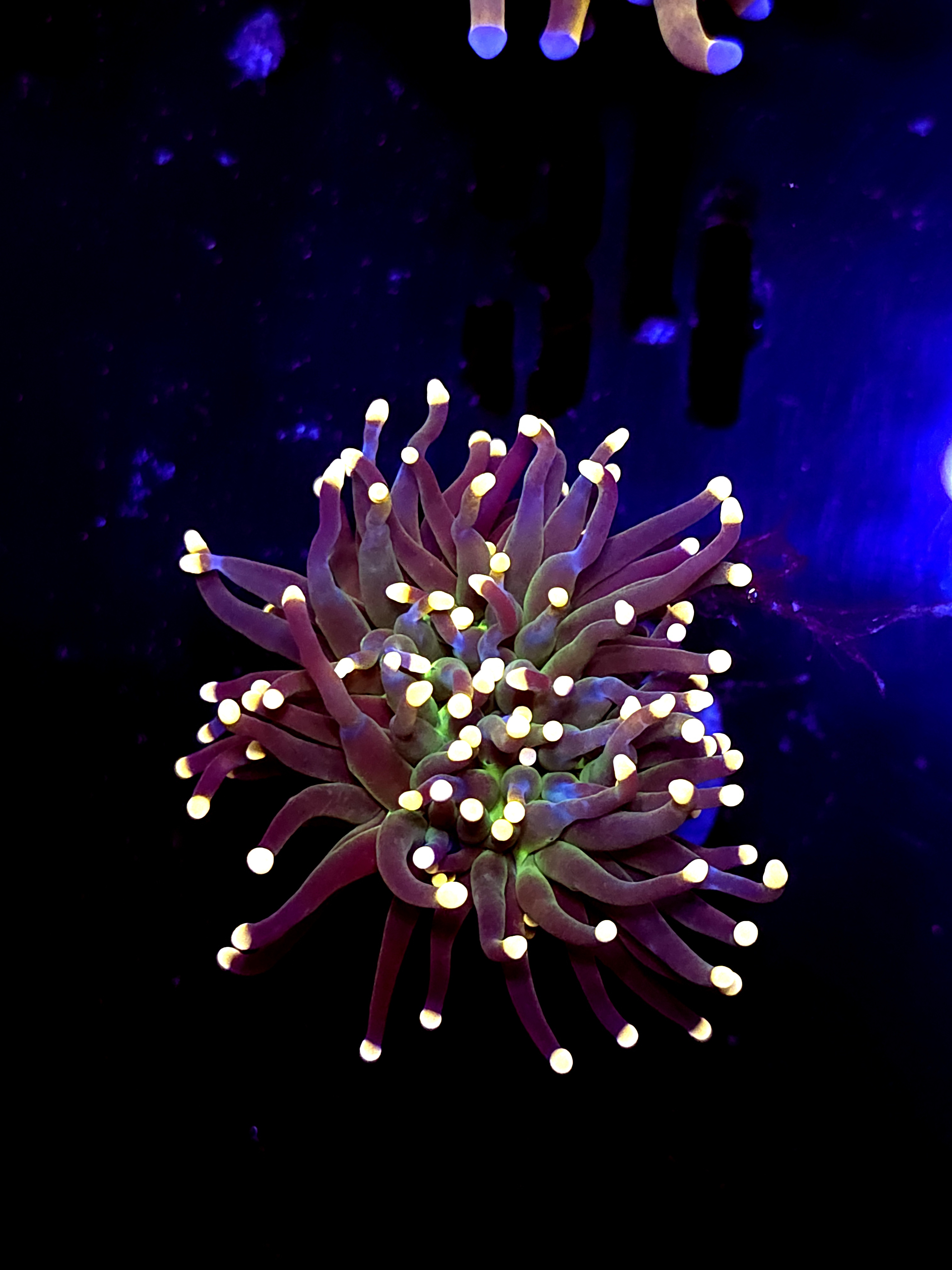 SBB " Artic Jade" Torch