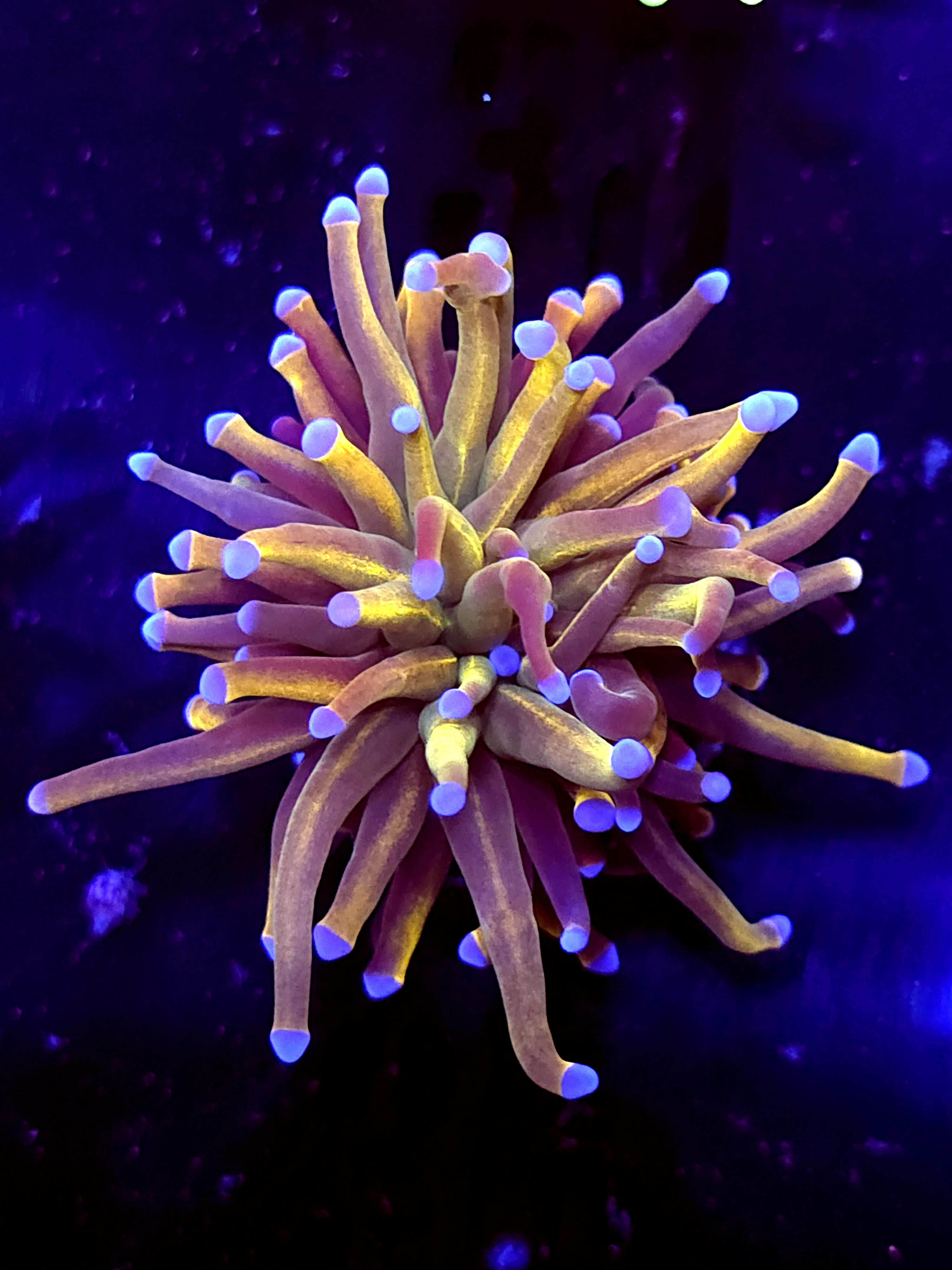 SBB " New York Nicks" Torch