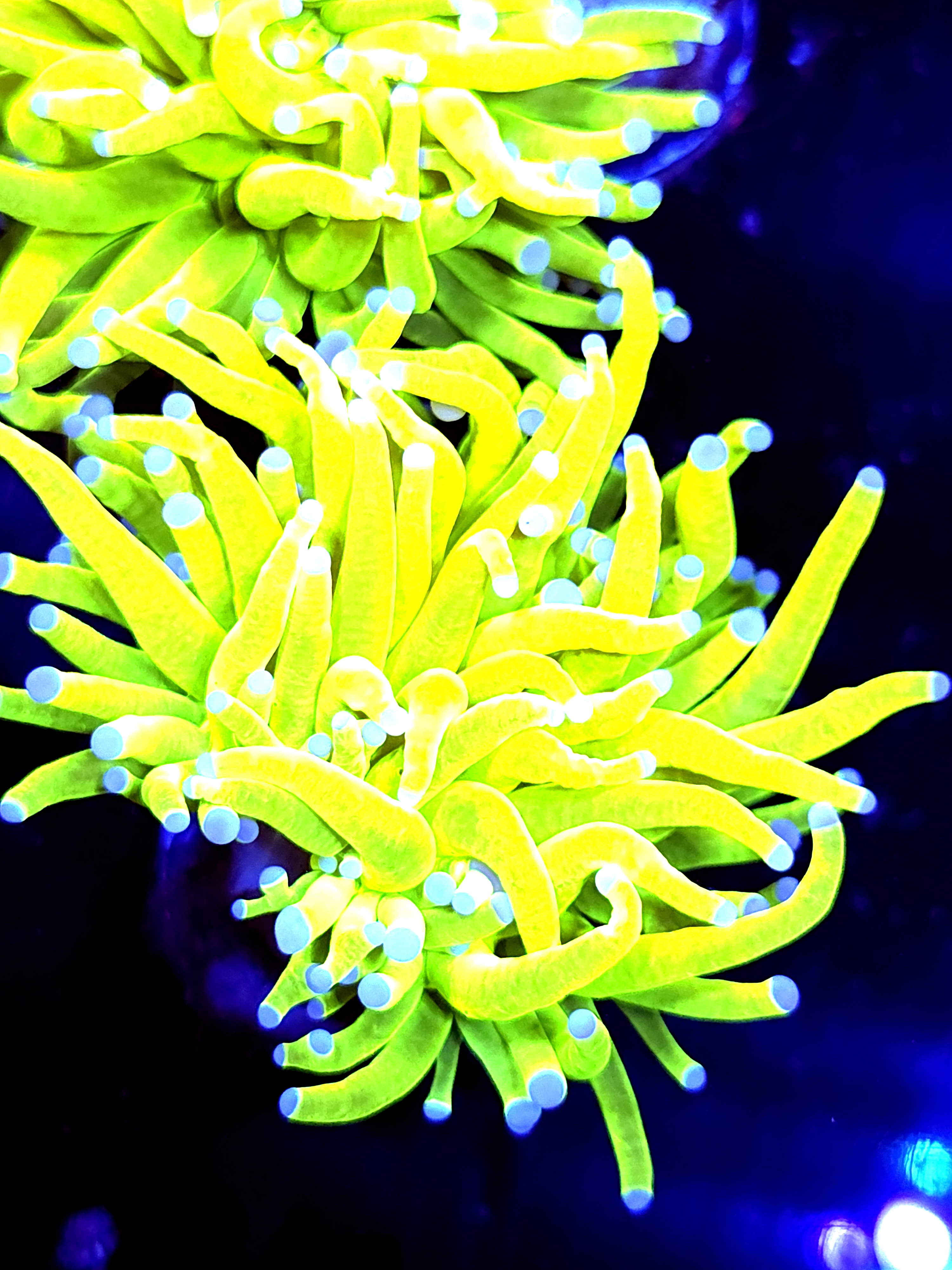 SBB " Bright AF" Holy Grail