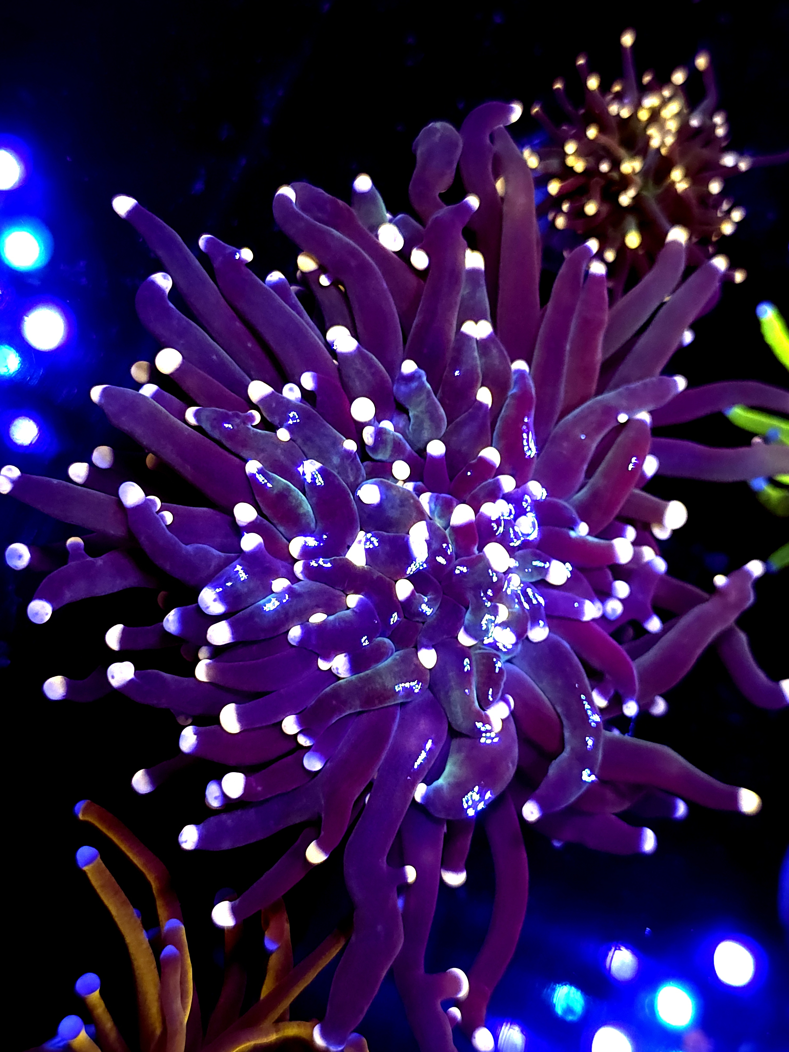 SBB " Artic Jade" Torch