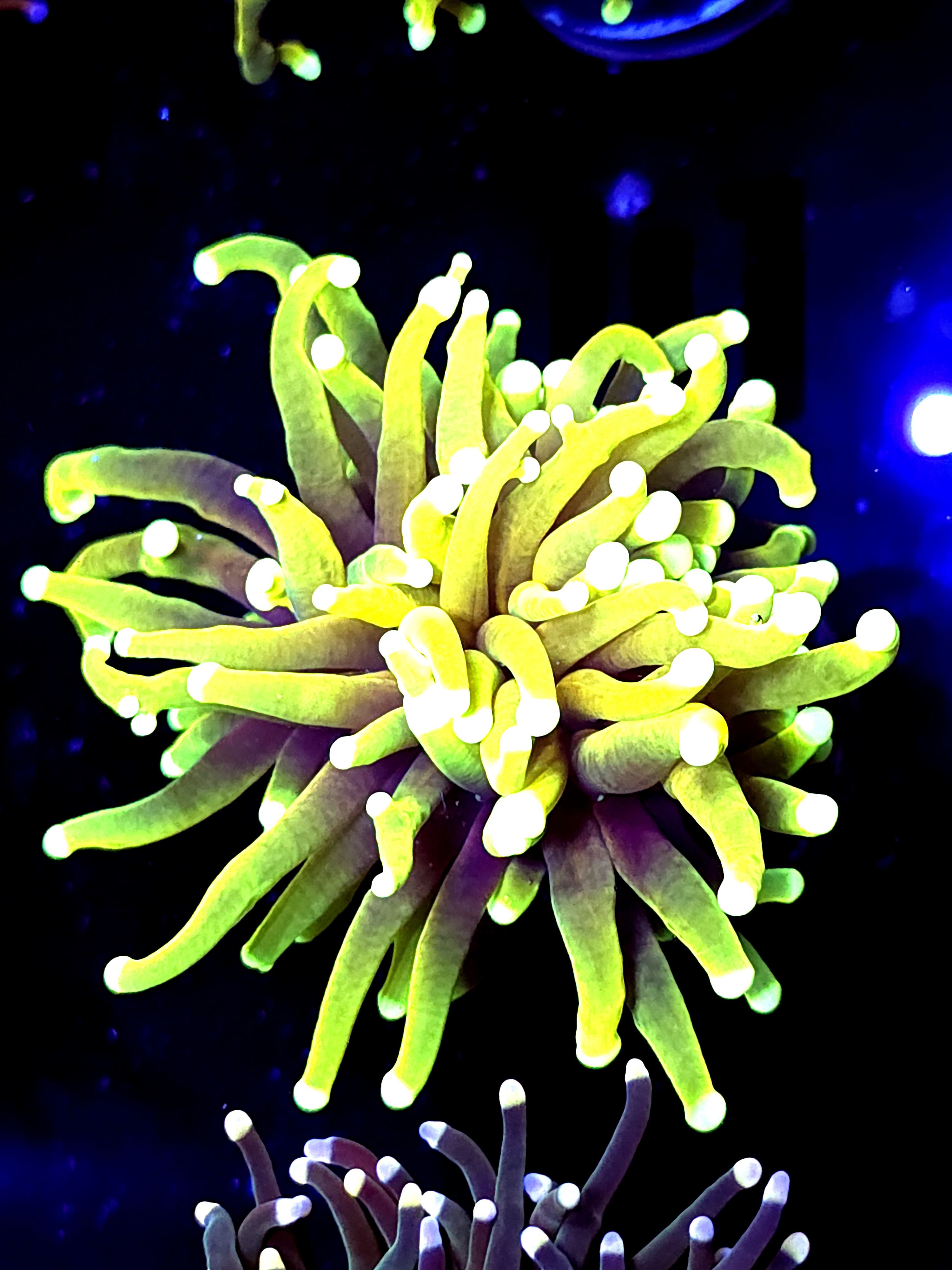 SBB " Hellfire" Torch