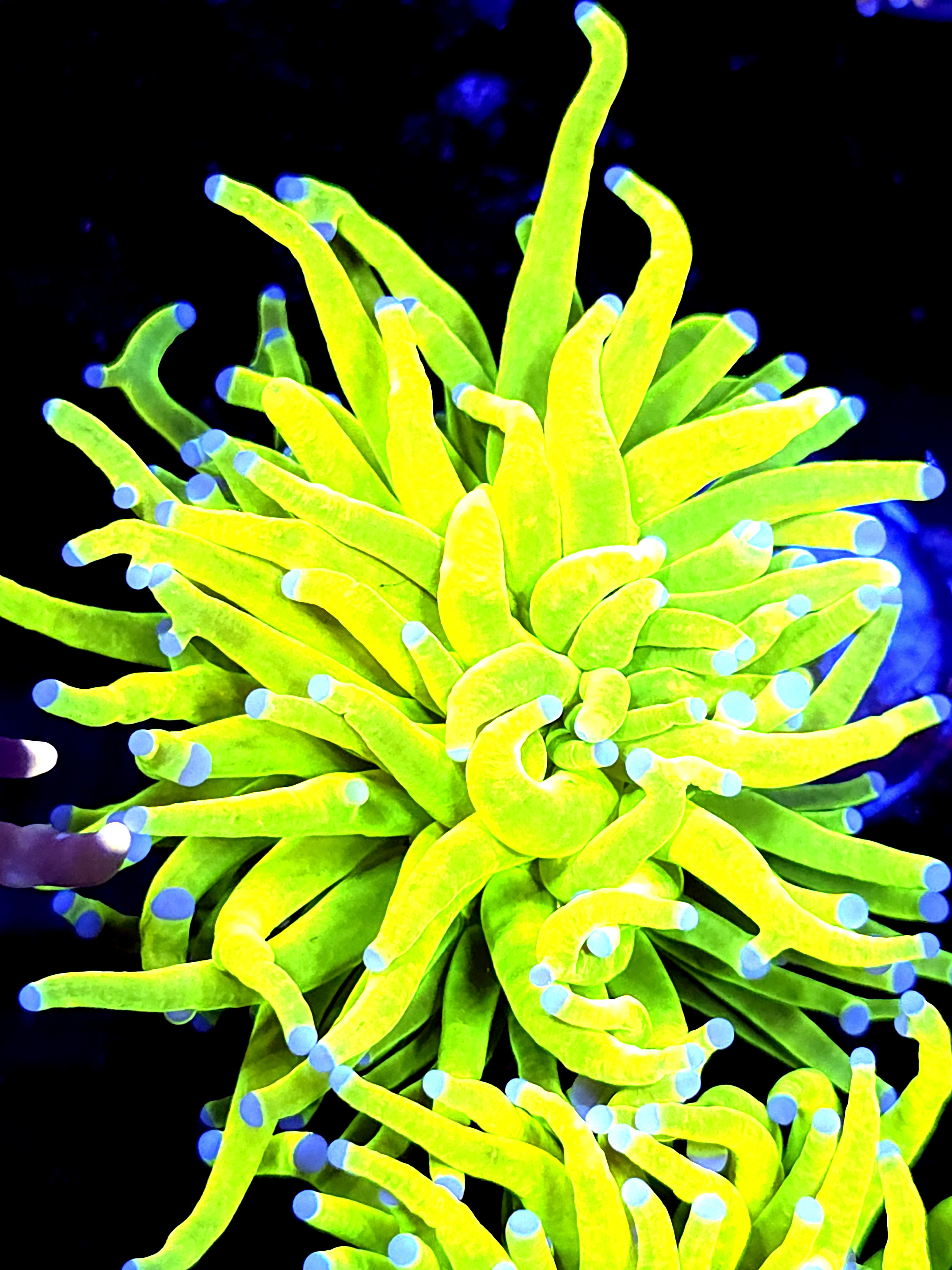 SBB " Bright AF" Holy Grail