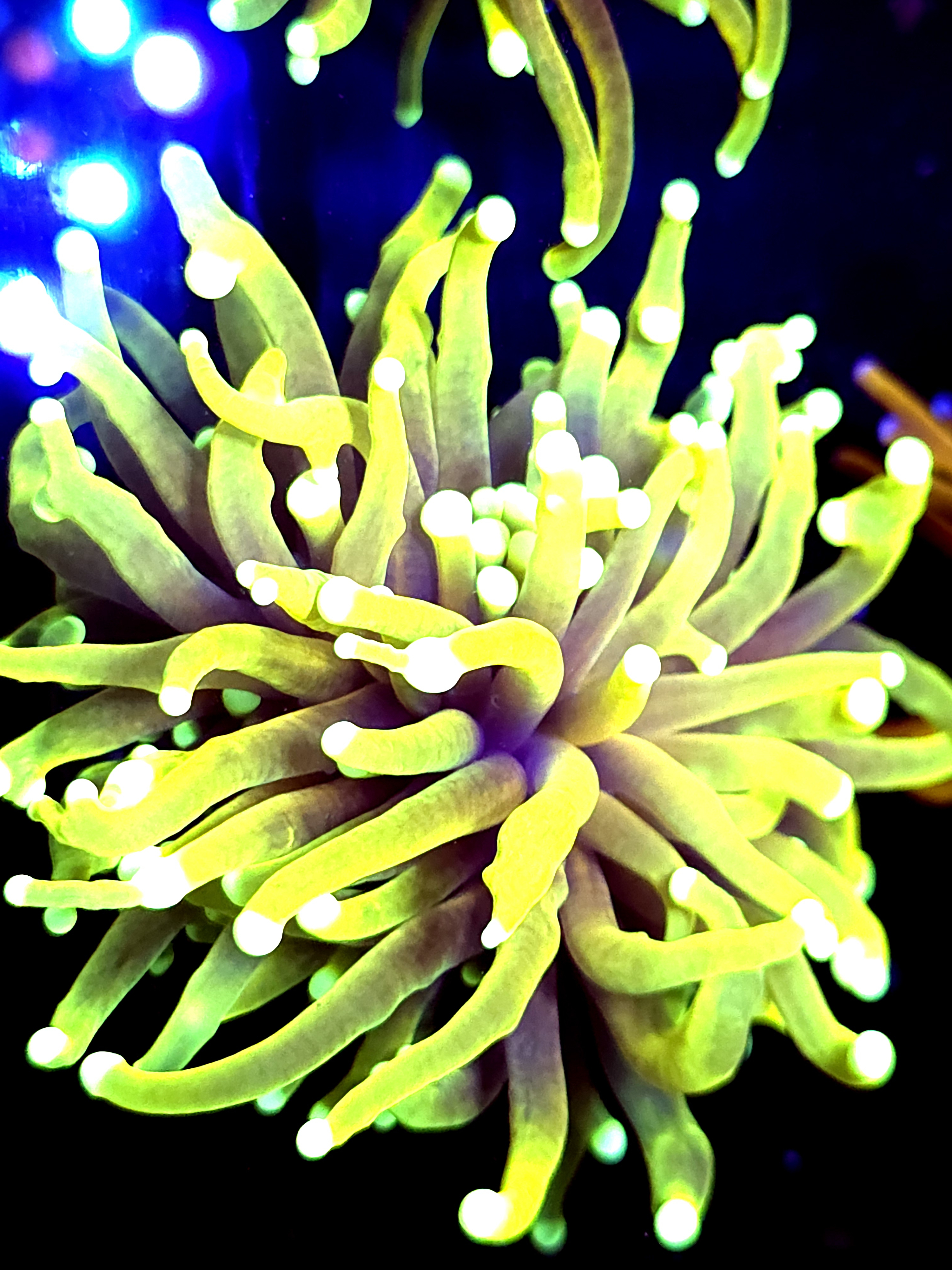 SBB " Sungod " Torch