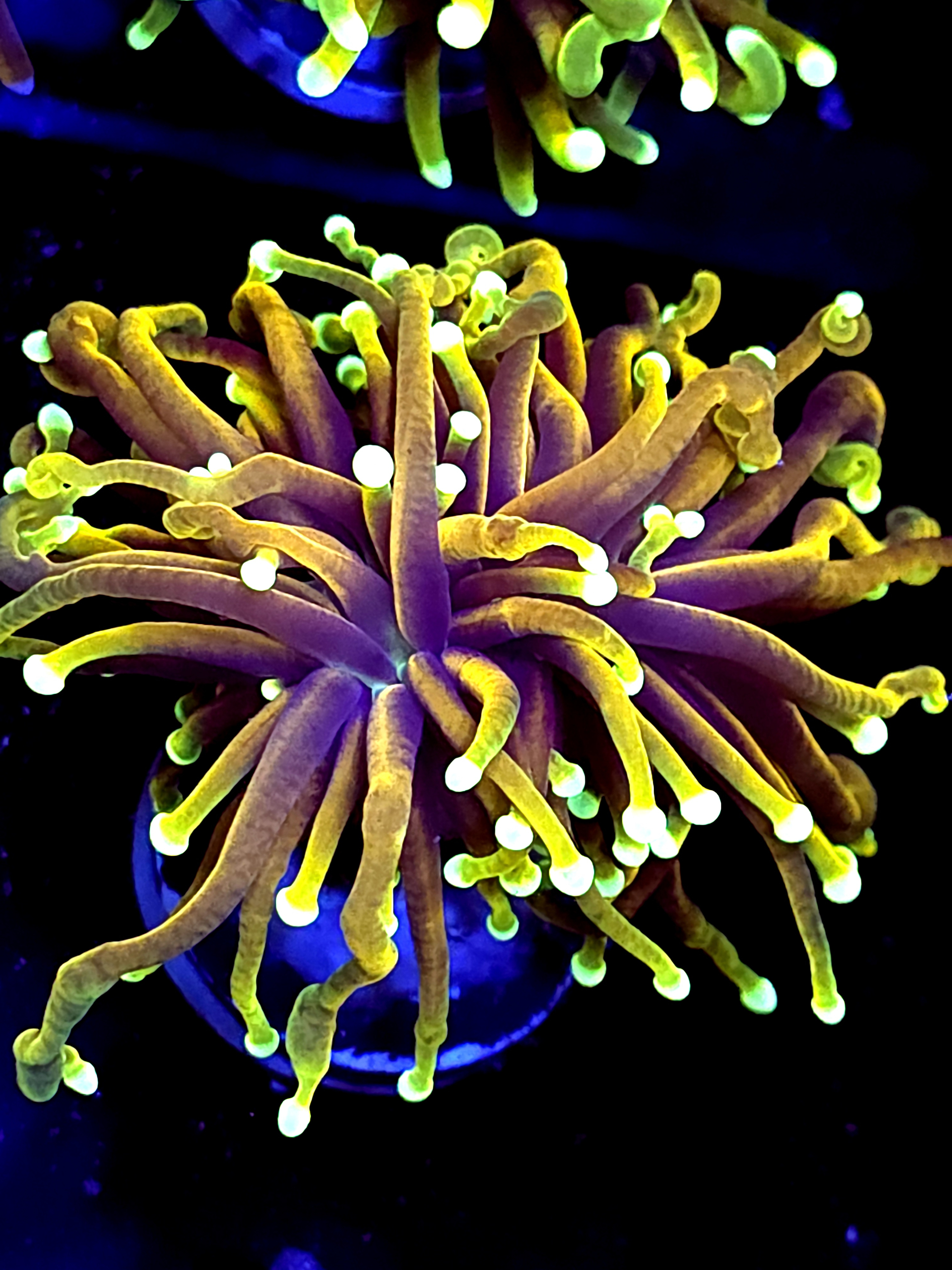 SBB " Dragon Soul" Toch